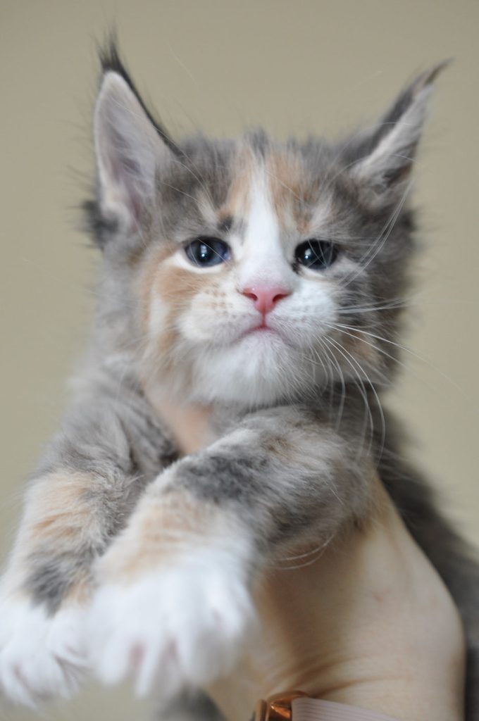 A cat is sitting on its hind legs.