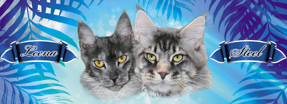 Two cats are looking at the camera with a blue background.
