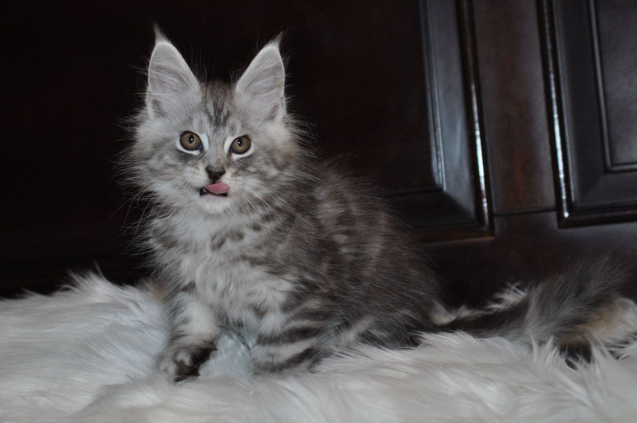 A cat sitting on top of a white rug.