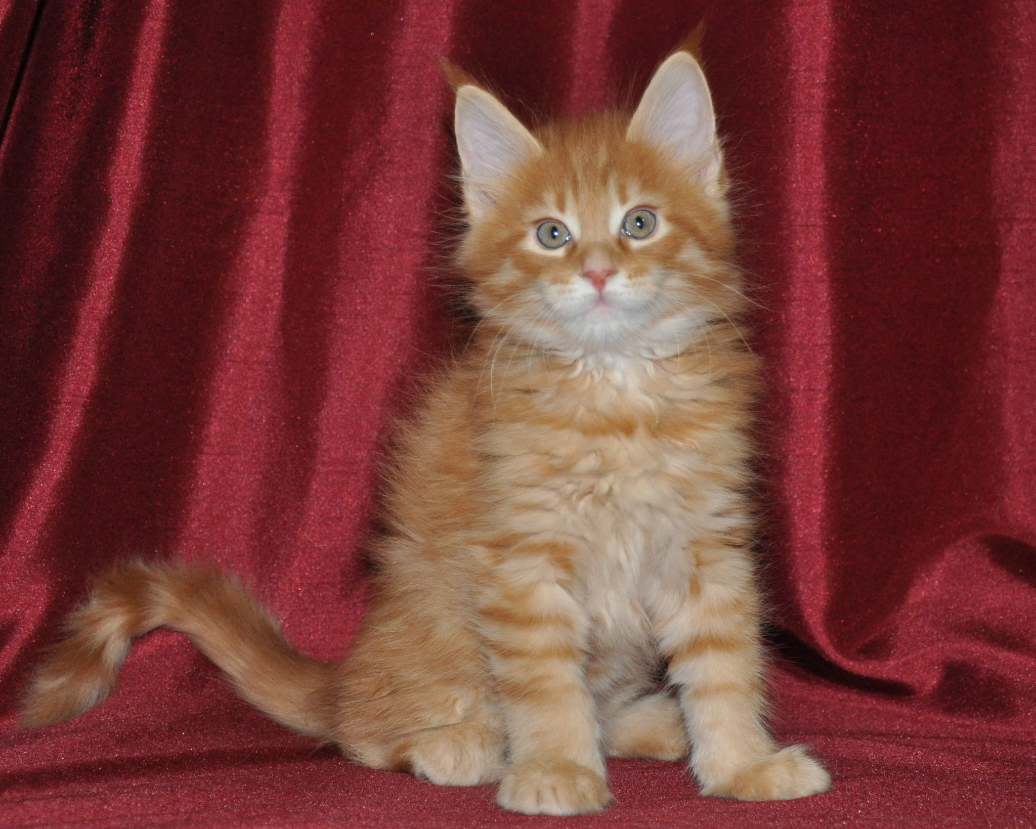 A cat sitting on top of a red blanket.