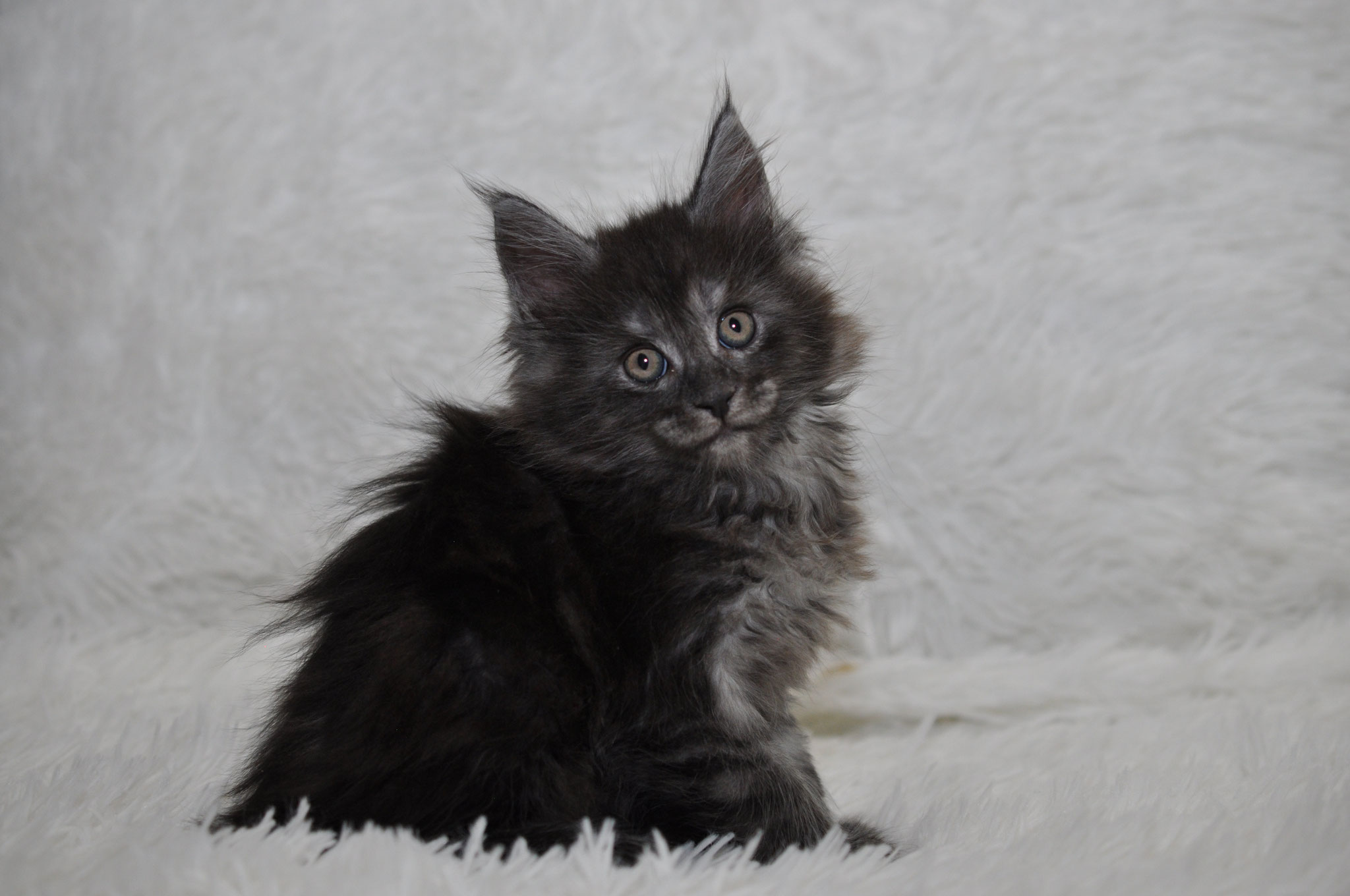 A black cat sitting on top of white carpet.