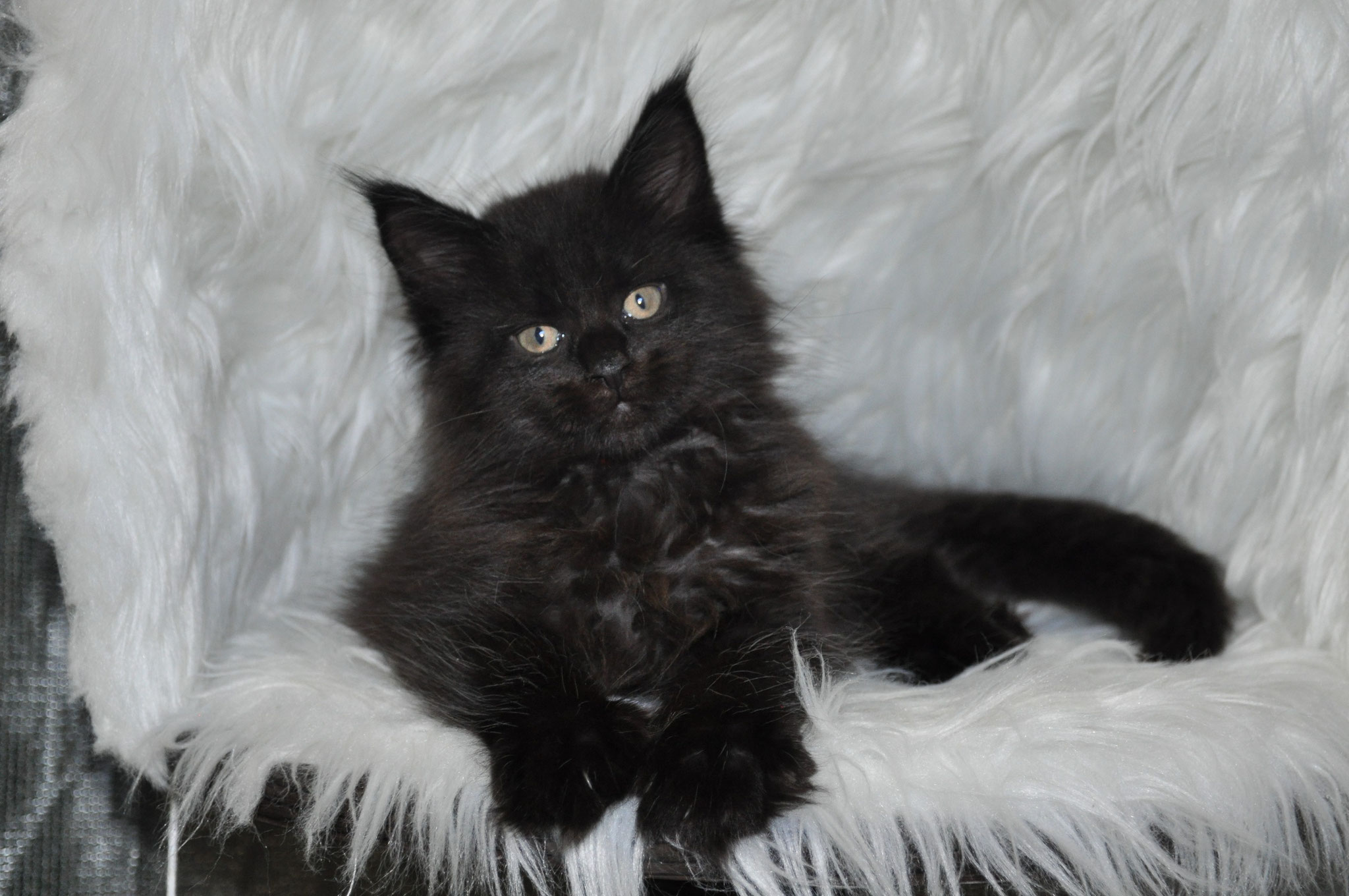 A black cat sitting on top of a white blanket.