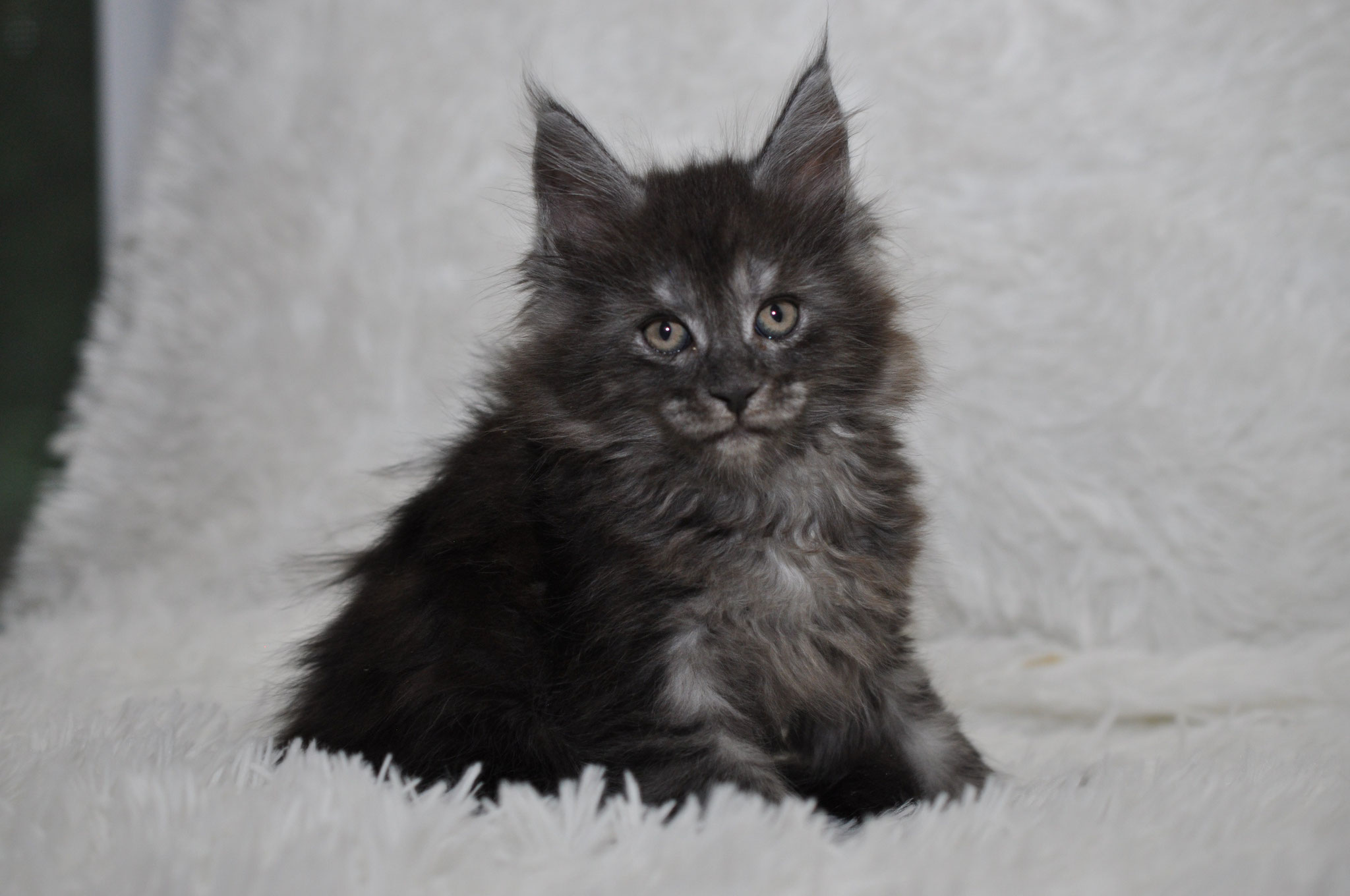 A black and white cat sitting on top of a blanket.