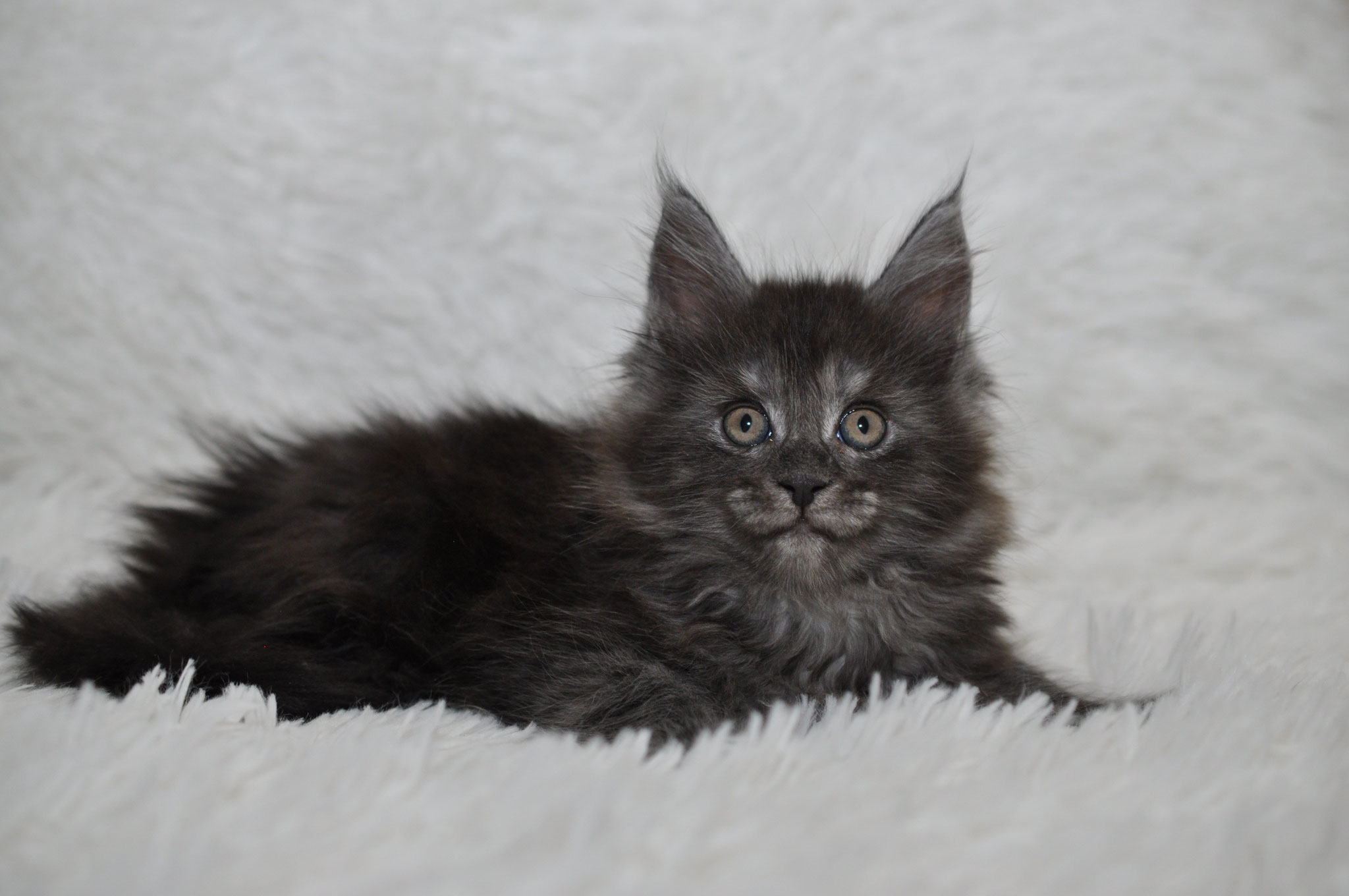 A black cat laying on top of white carpet.