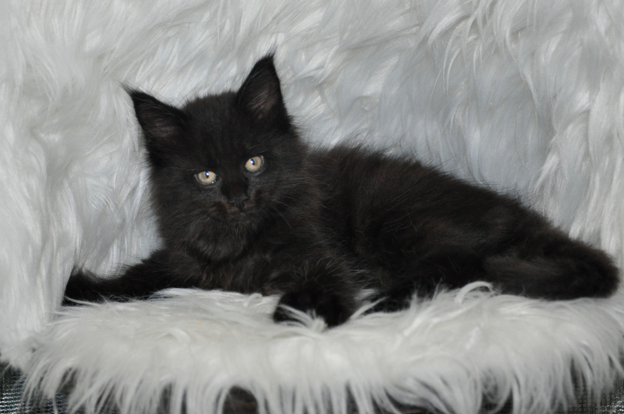 A black cat laying on top of white fur.