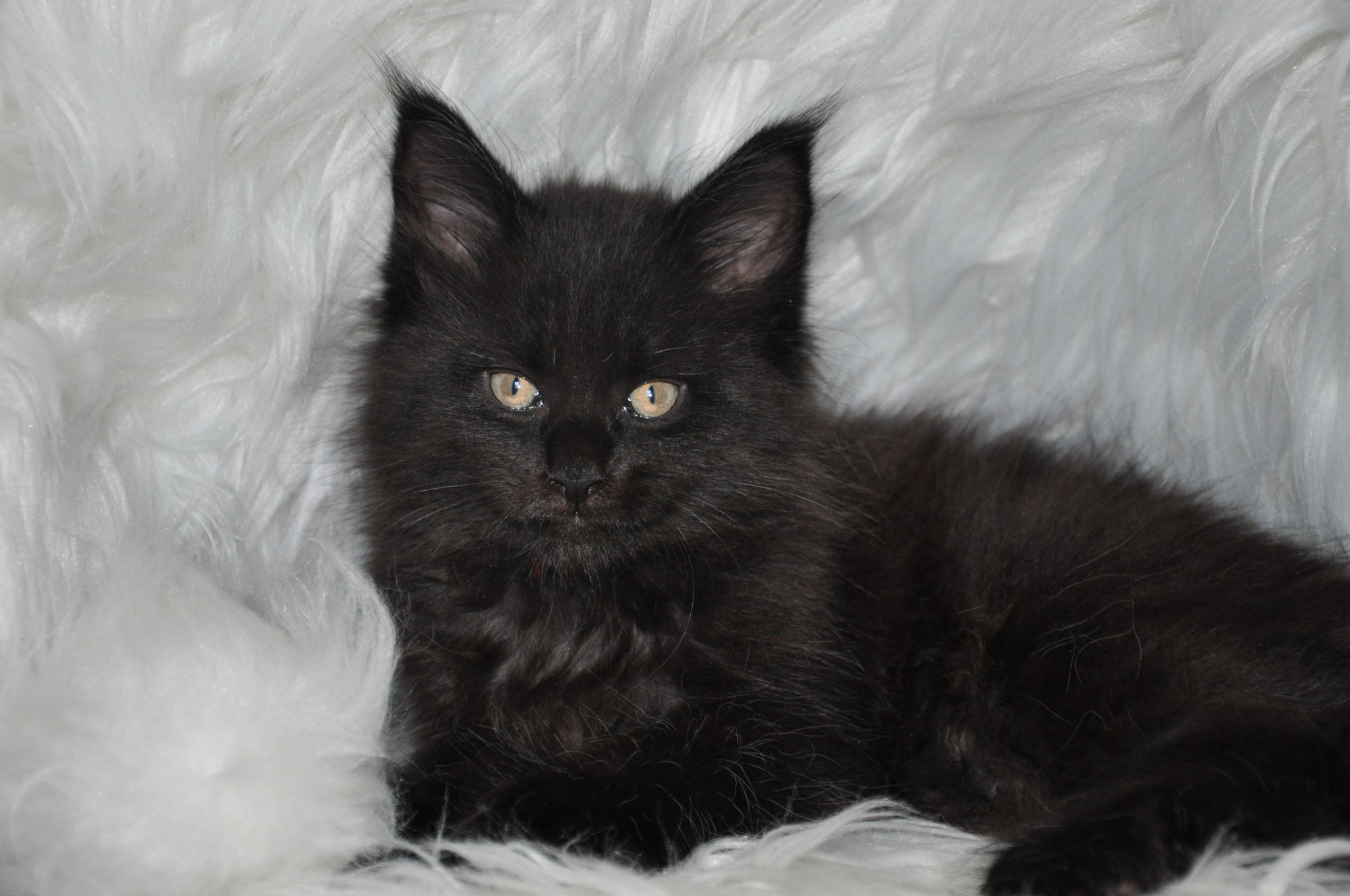 A black cat is sitting on the white blanket