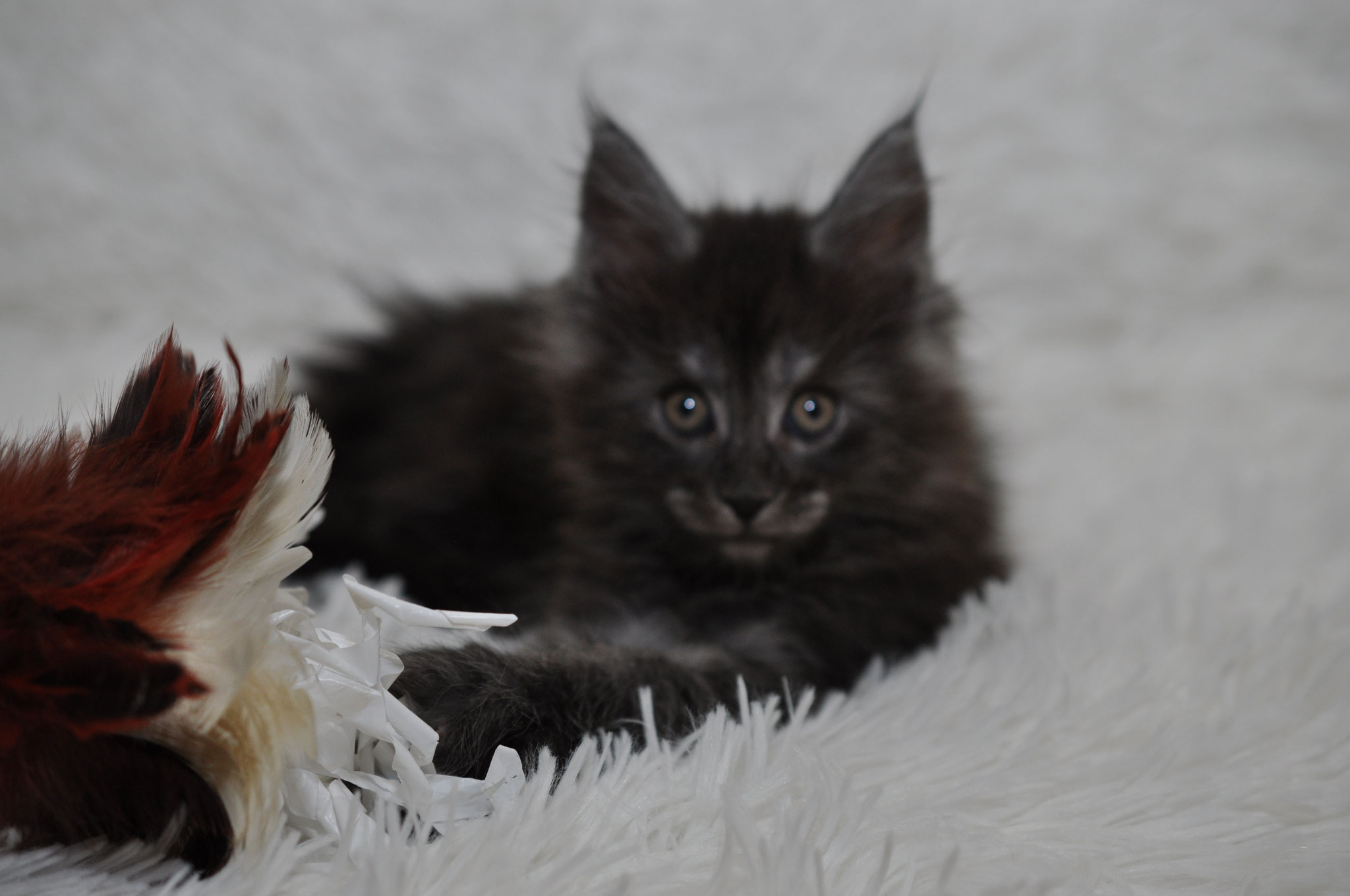 A black kitten laying on top of a white rug next to a flower.
