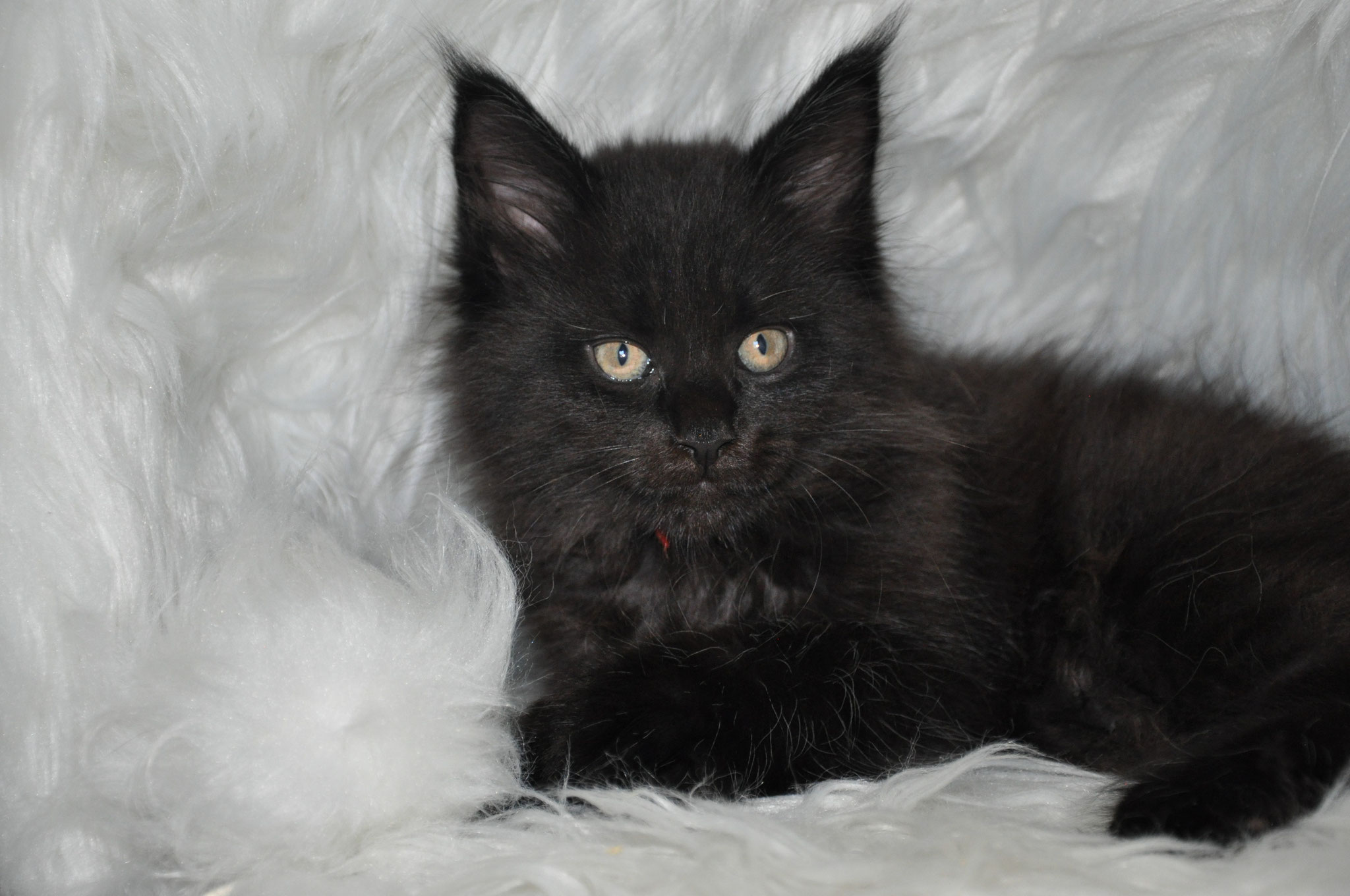 A black cat is laying on the ground