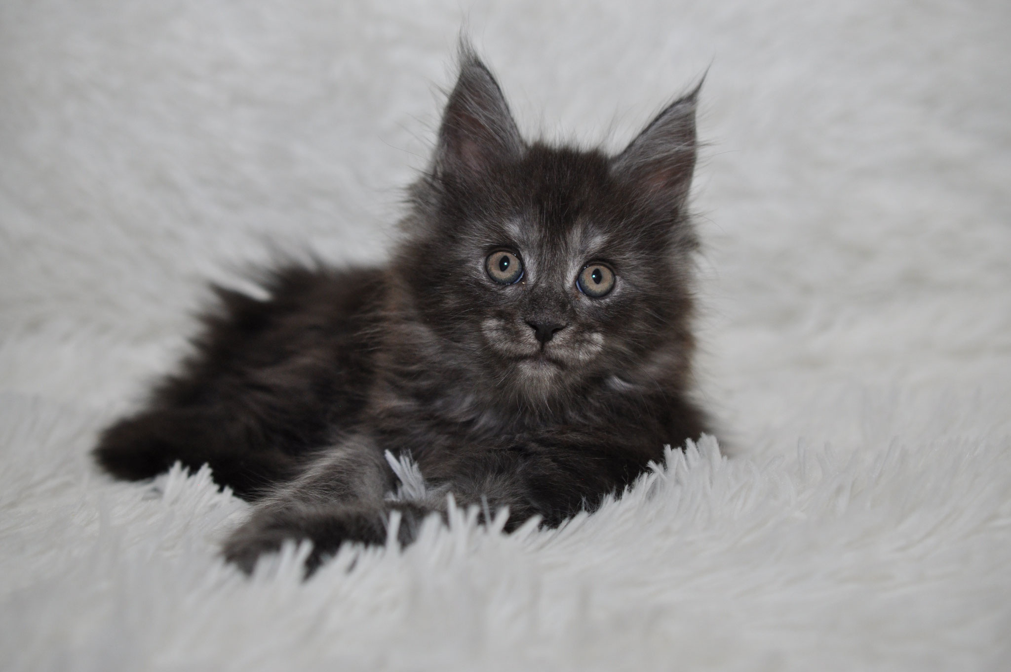 A black cat laying on top of white carpet.