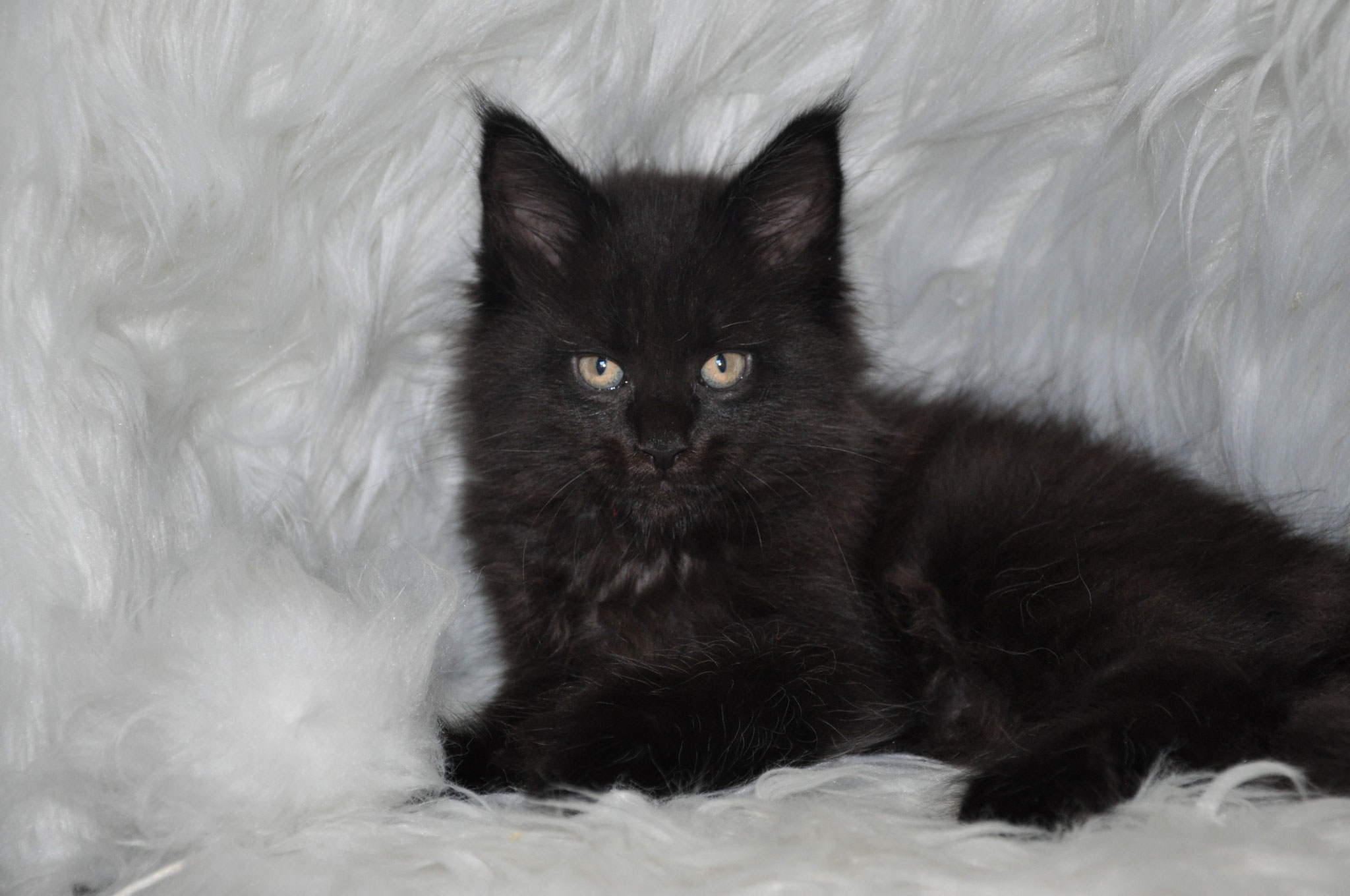A black cat sitting on top of white fur.