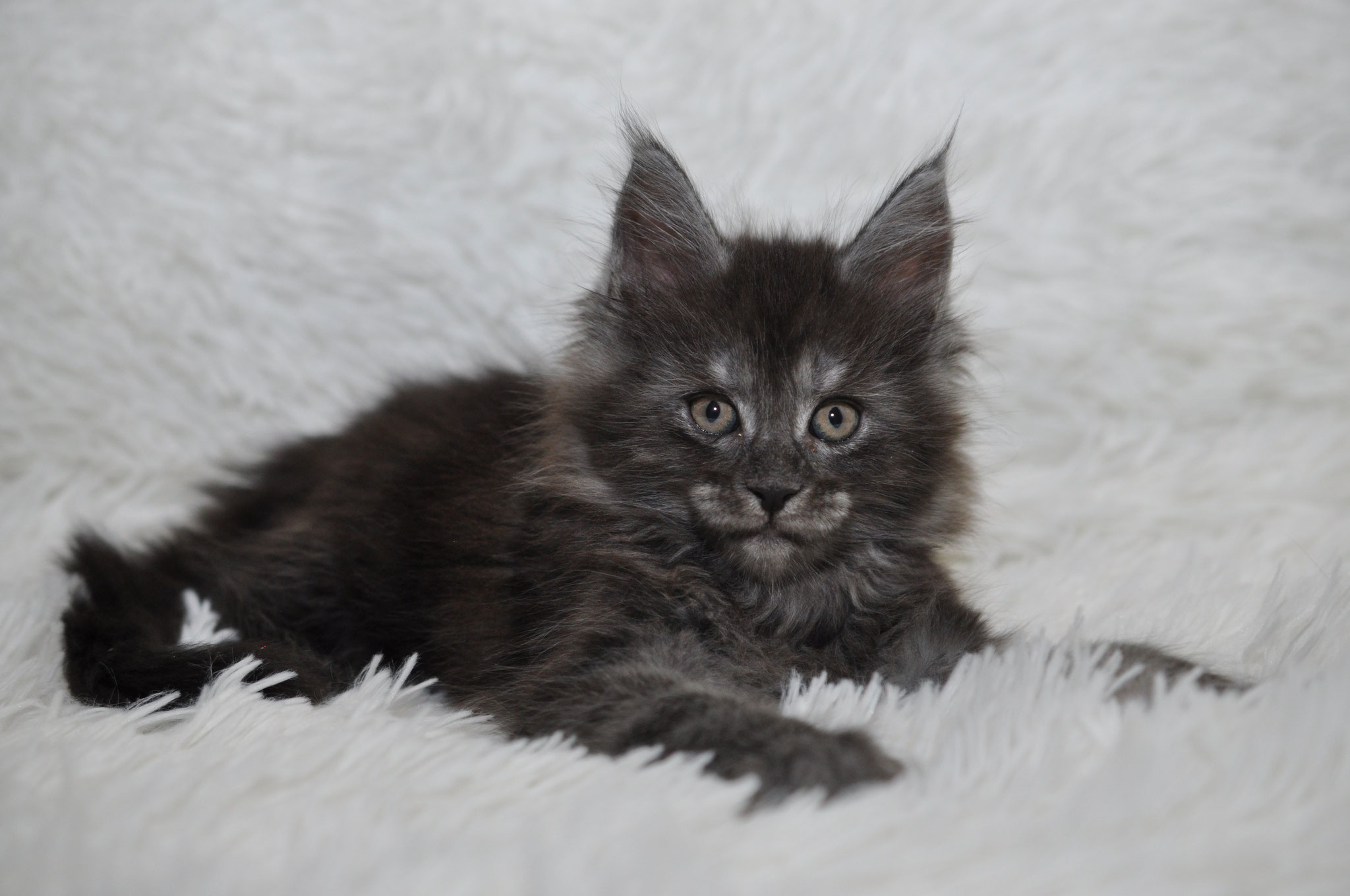 A black cat laying on top of white fur.