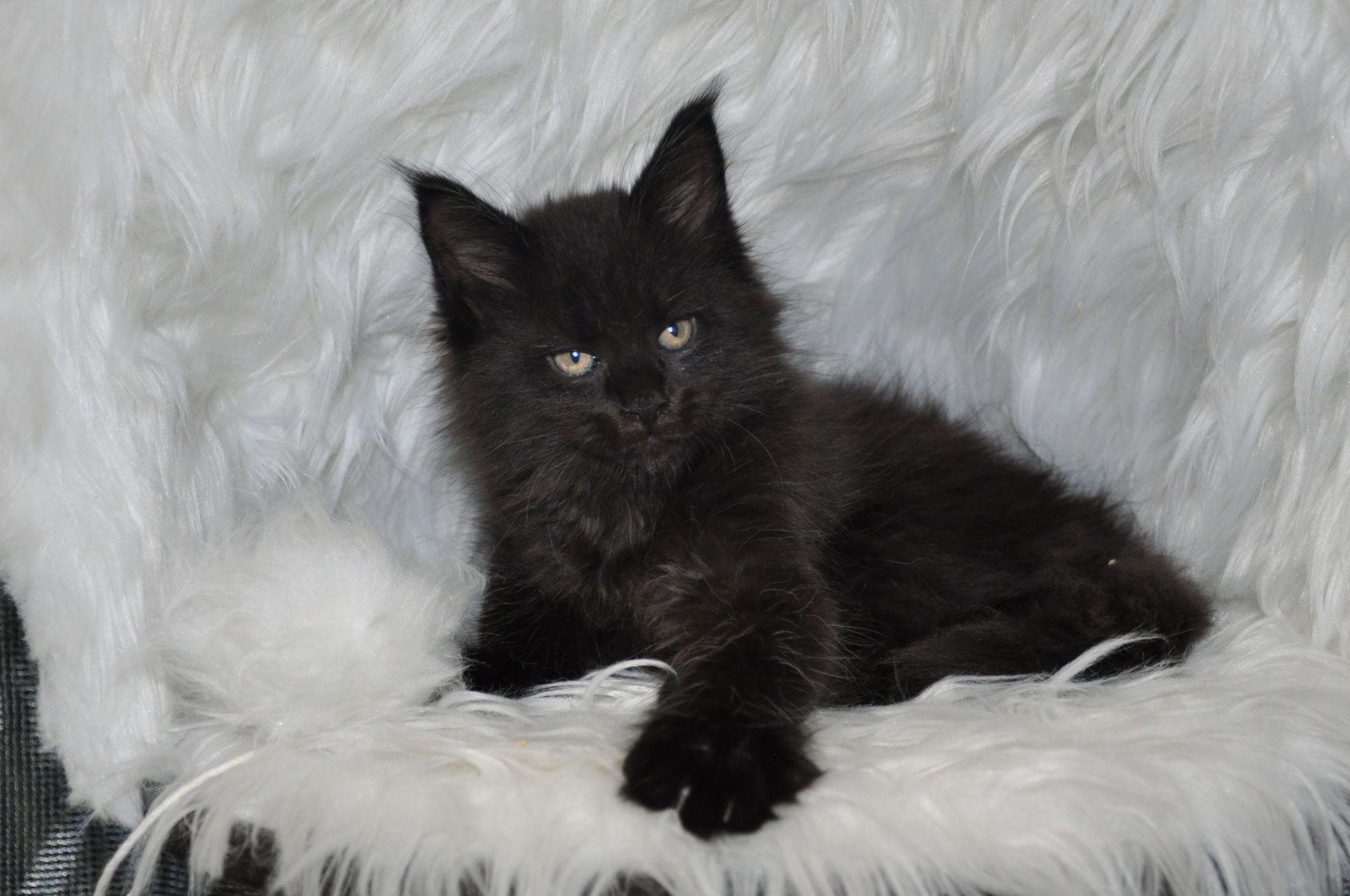 A black kitten is sitting on top of white fur.