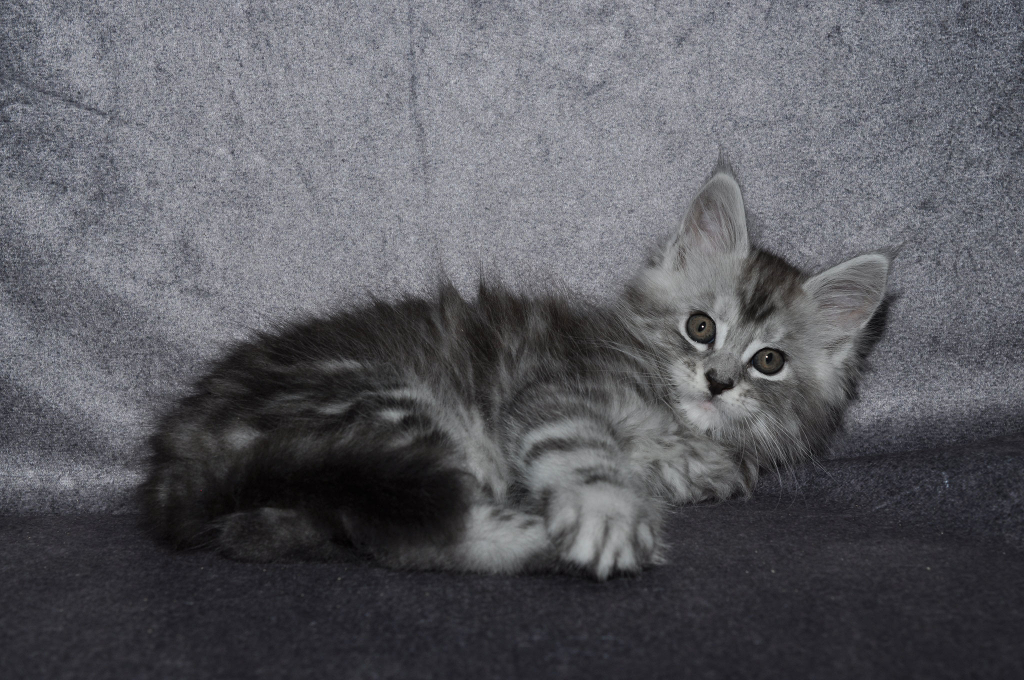 A kitten is laying on the ground and looking at something.