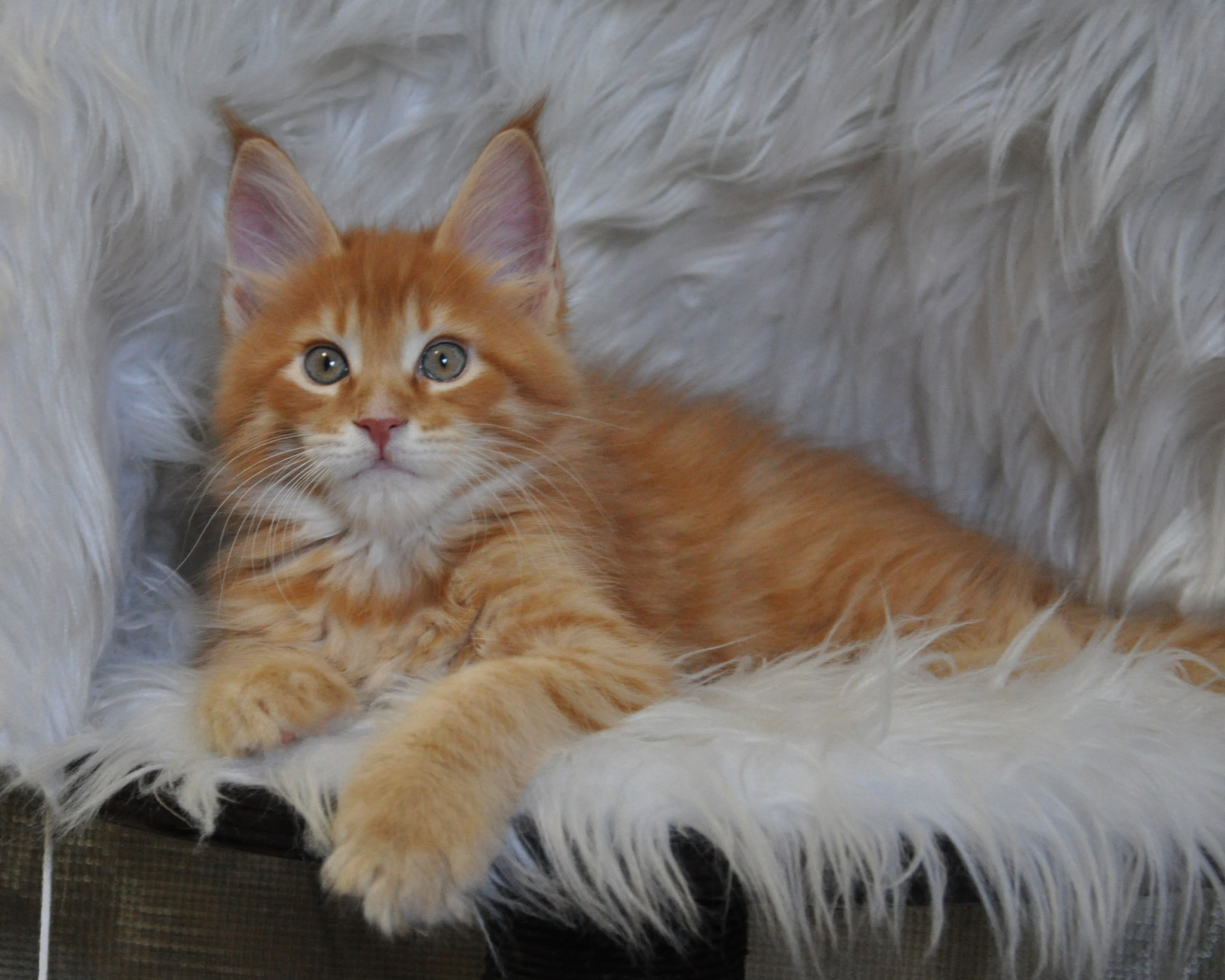A cat laying on top of a white fur rug.
