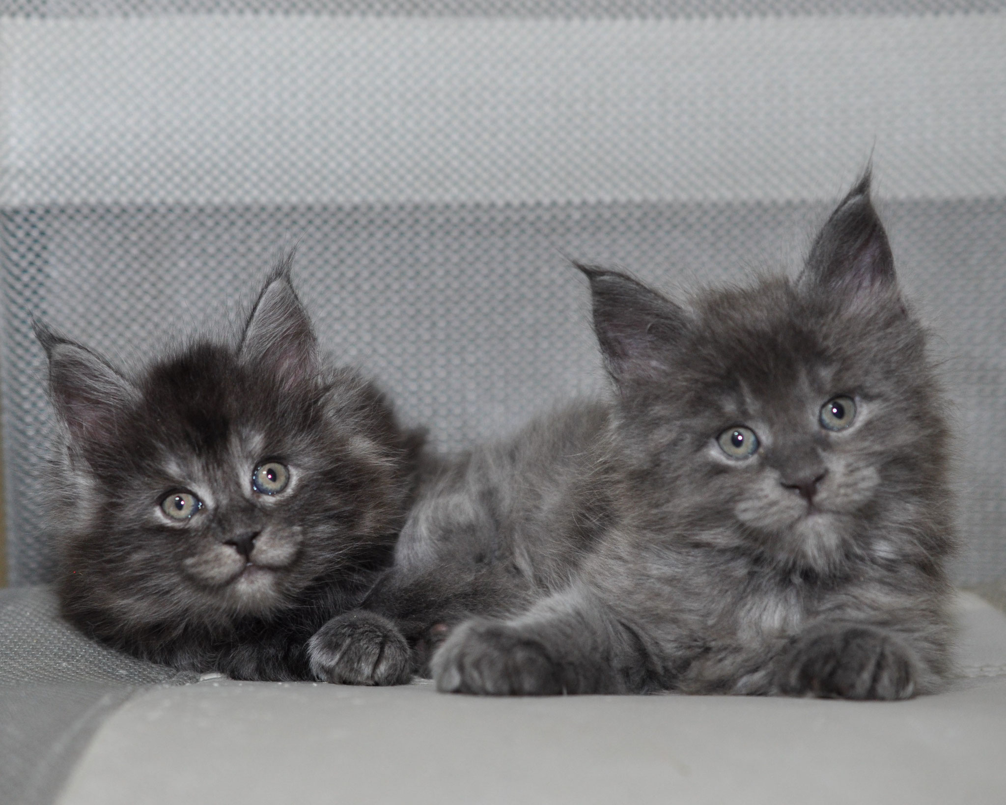 Two gray kittens laying on a white couch.