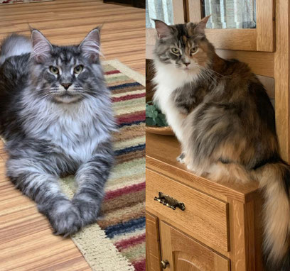 A cat sitting on the floor next to another cat.