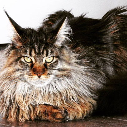 A cat that is laying down on the ground.