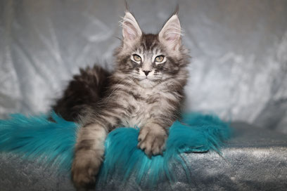 A cat that is laying down on some blue stuff