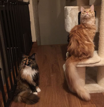 Two cats sitting on the floor next to a cat tree.
