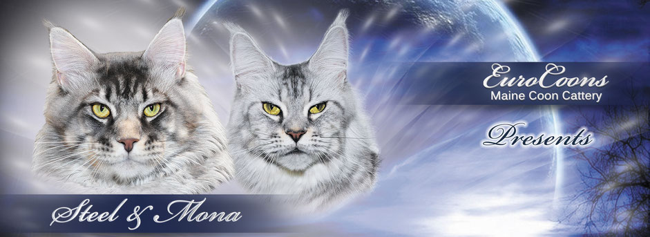 A cat with yellow eyes is sitting in front of the sky.