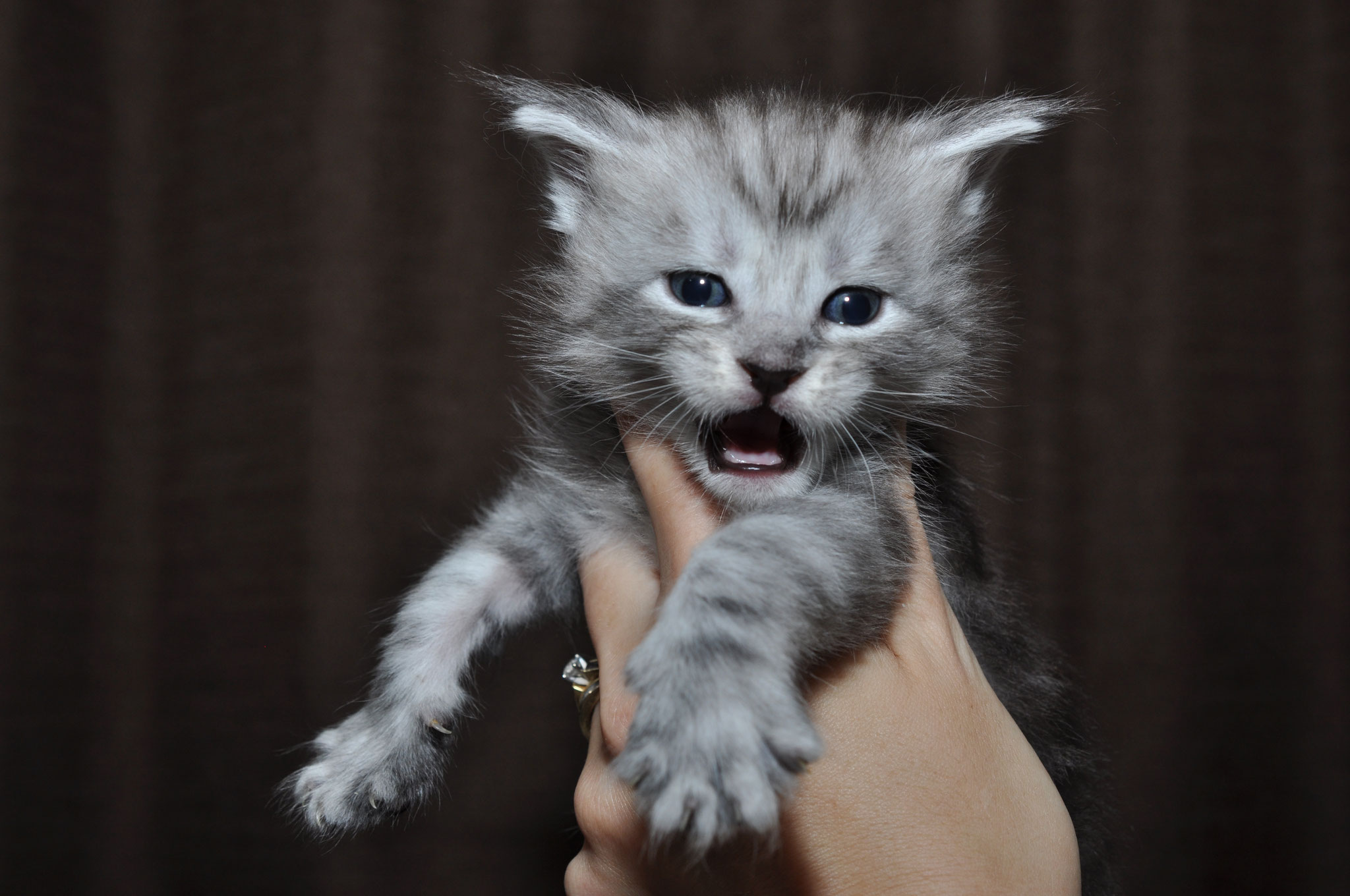 A cat is being held by someone 's hand.