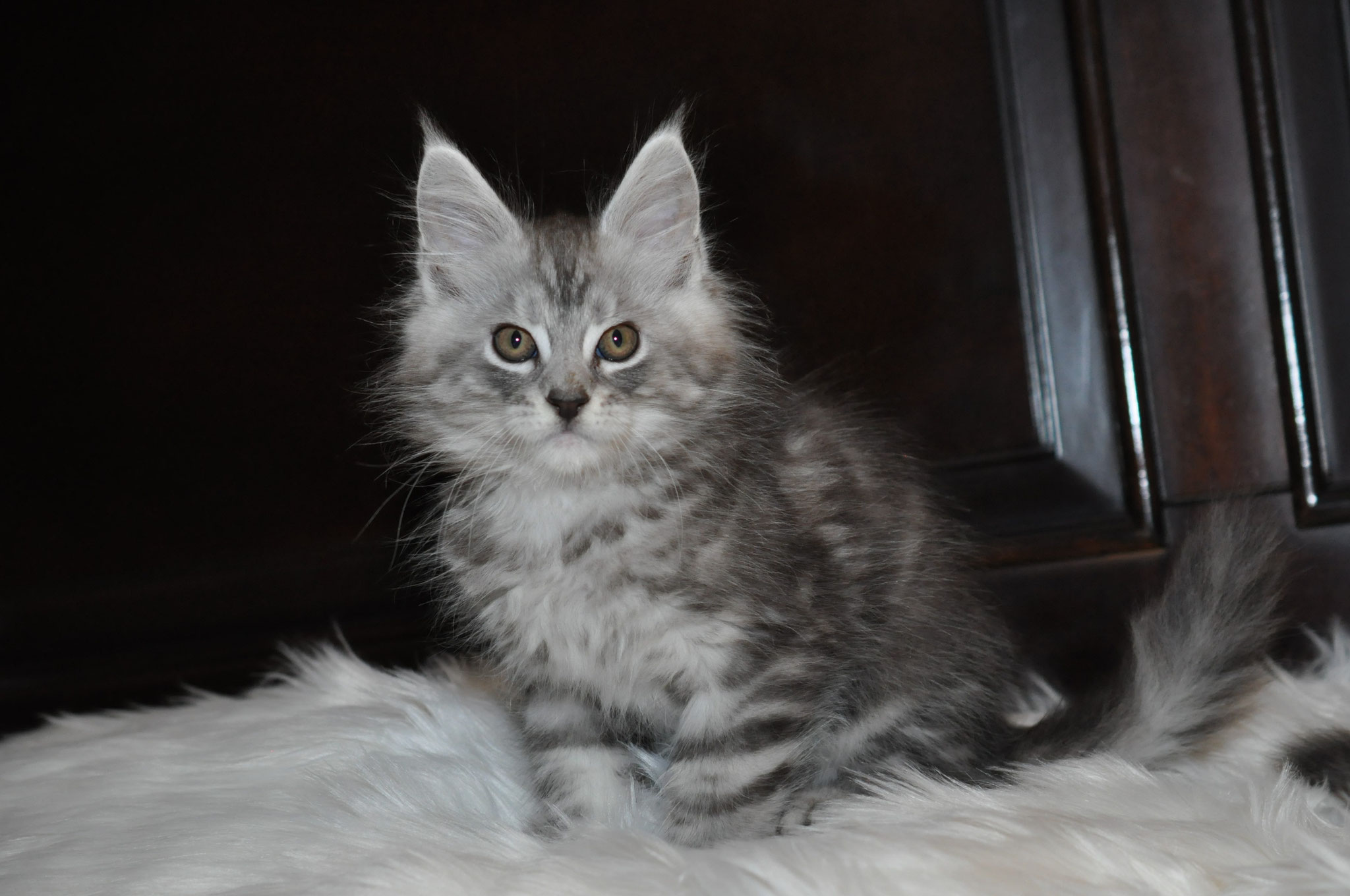 A fluffy cat sitting on top of a white rug.