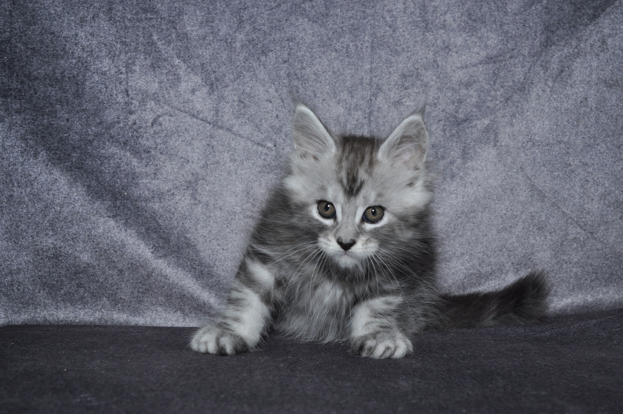 A cat sitting on the ground next to a wall.