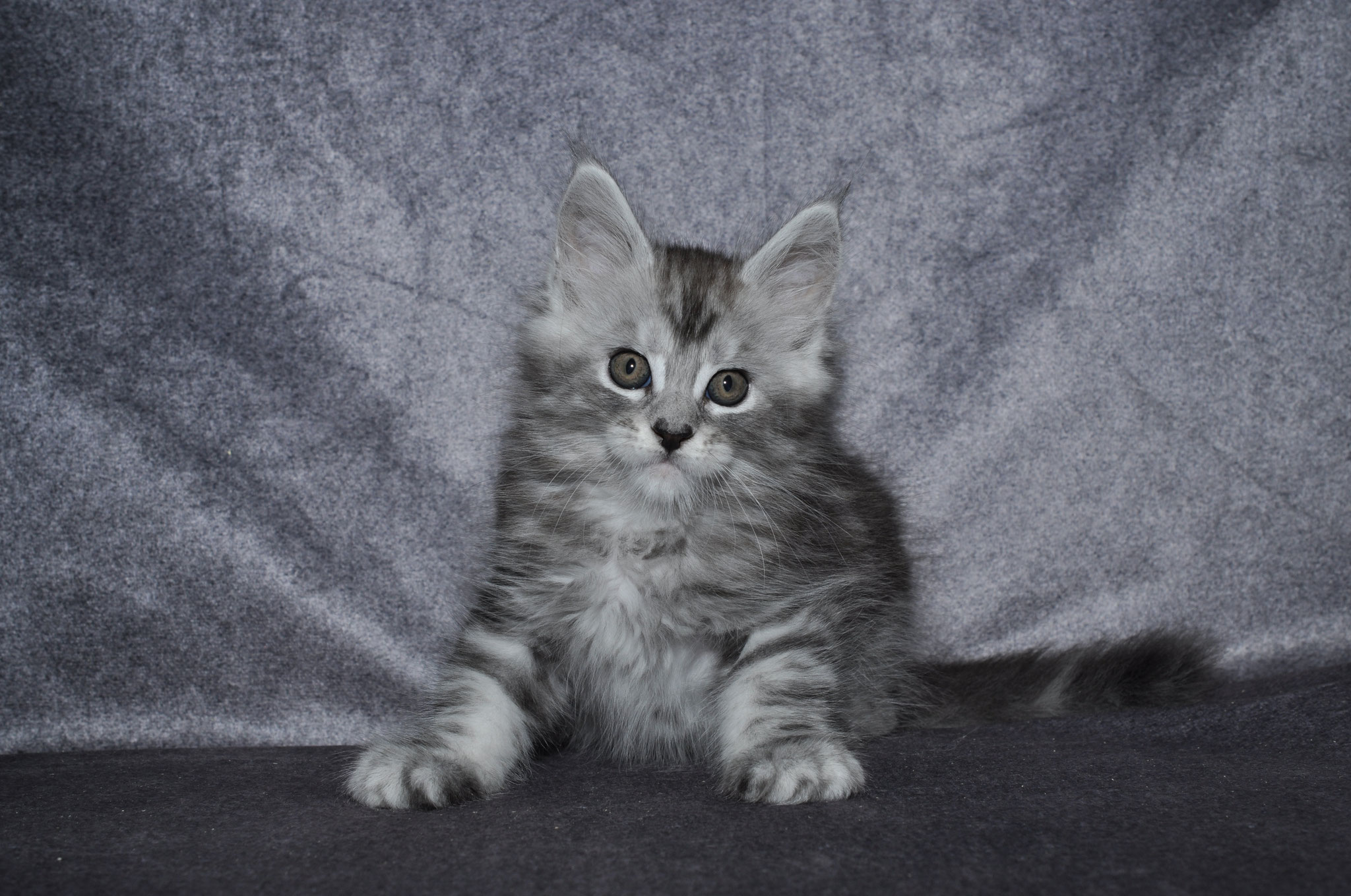 A cat sitting on the ground in front of a wall.