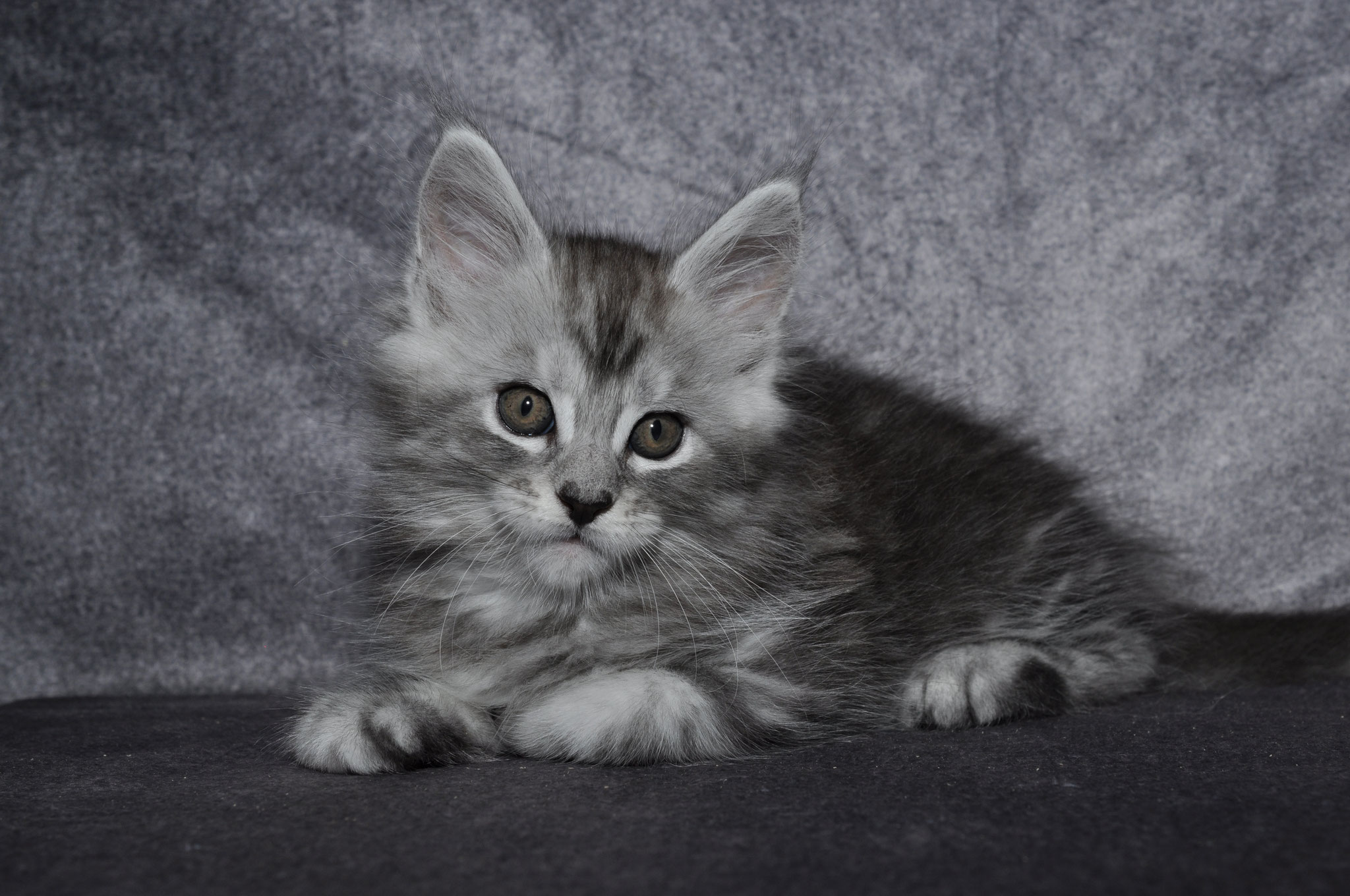A gray kitten is sitting on the ground.