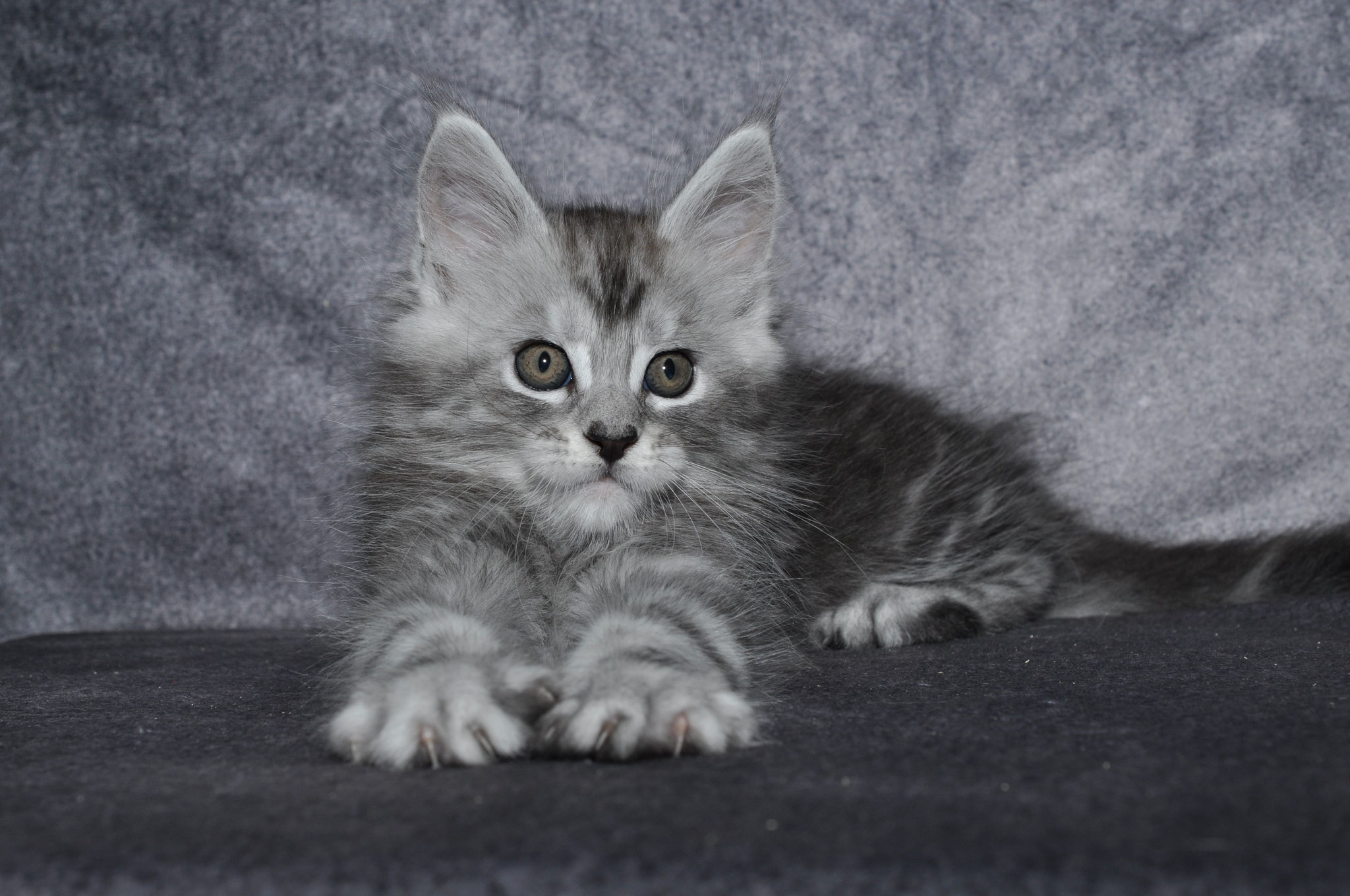 A gray kitten is sitting on the ground.