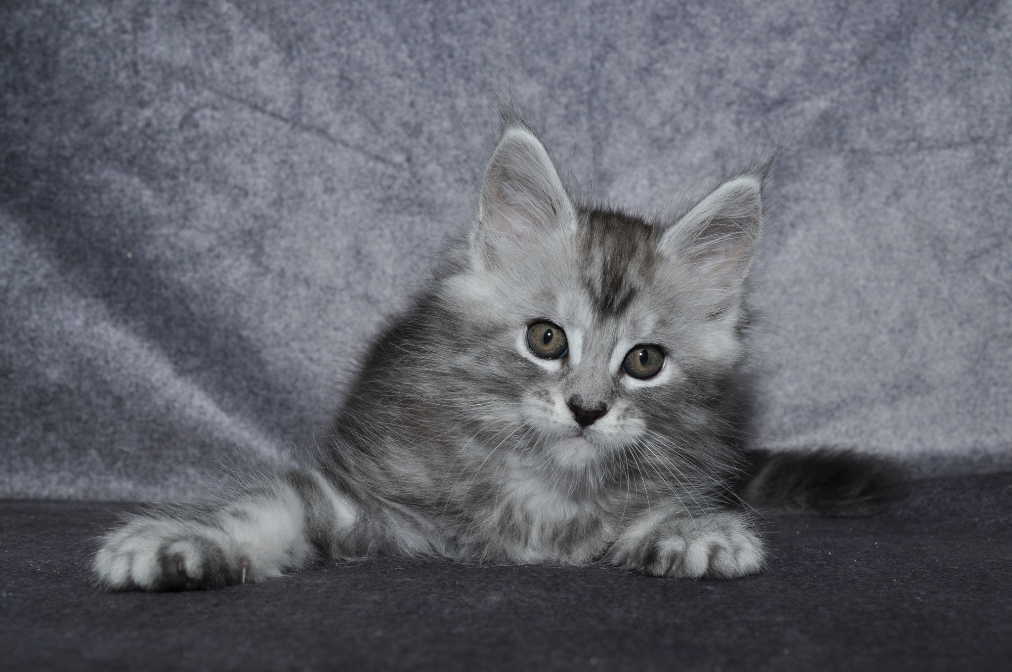 A gray and white kitten laying on the ground.