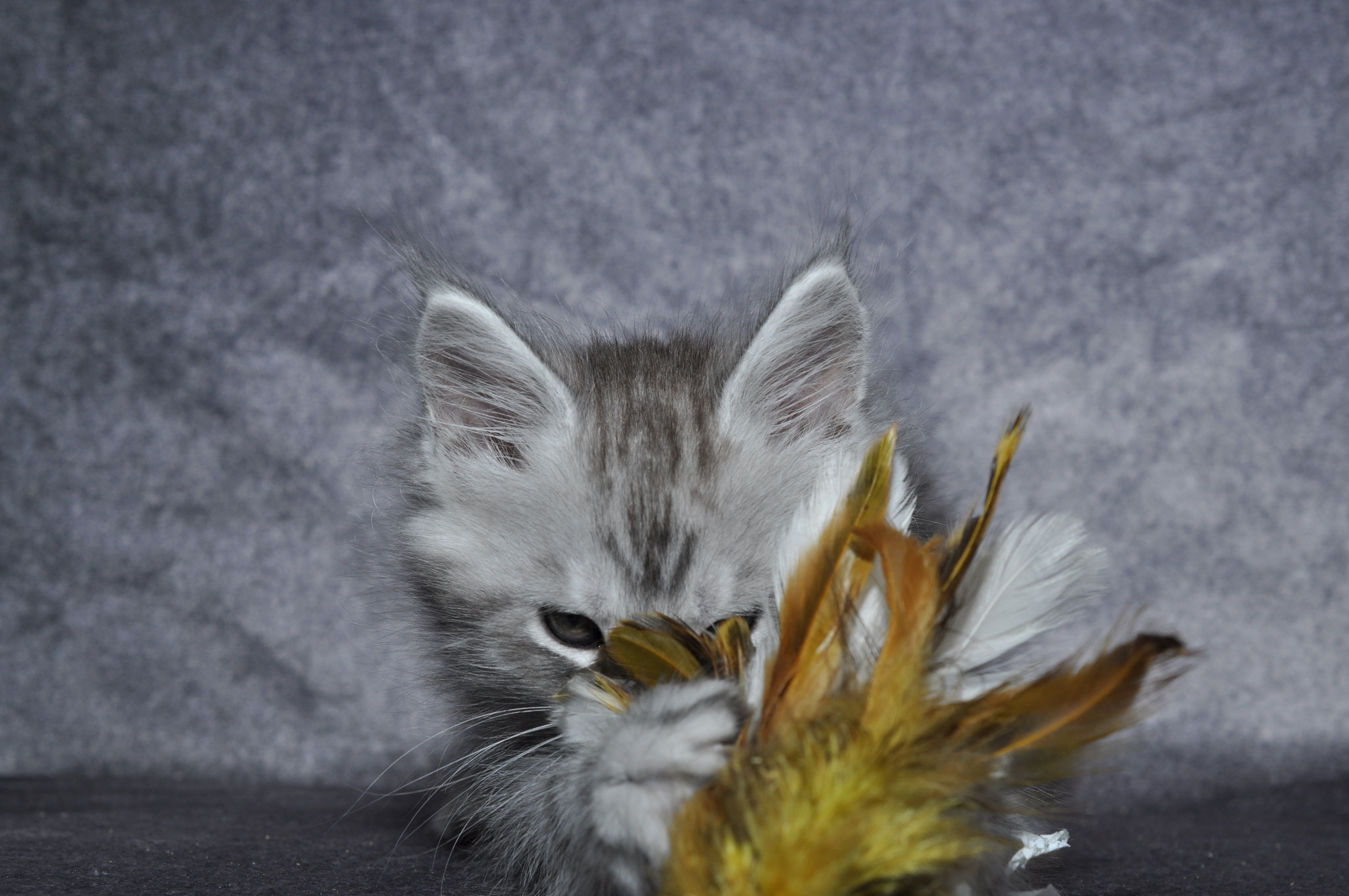 A cat is playing with some feathers on the floor