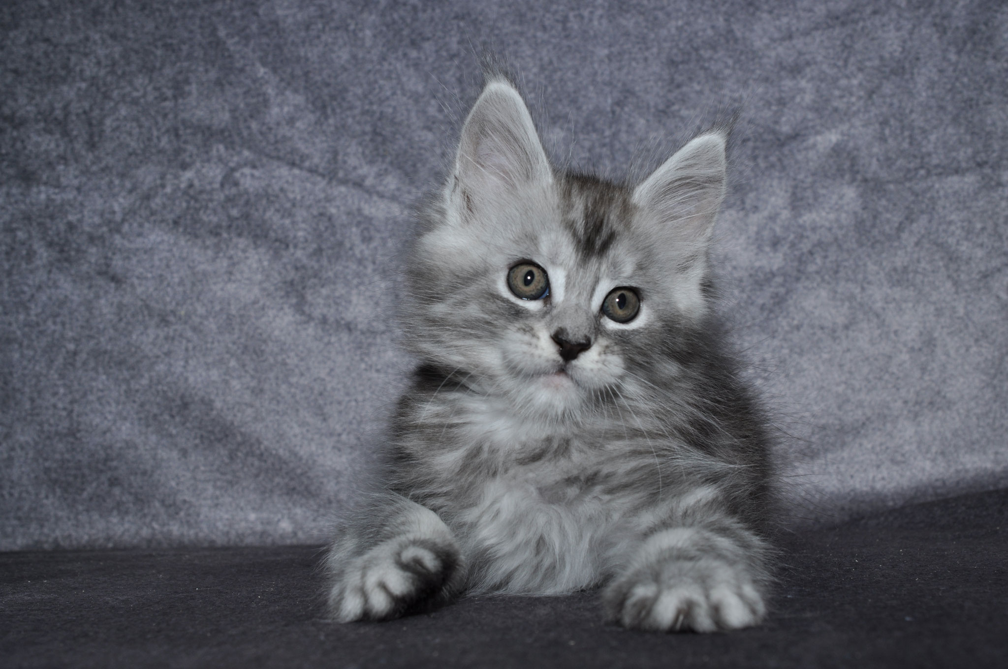 A gray and white kitten sitting on top of a blanket.