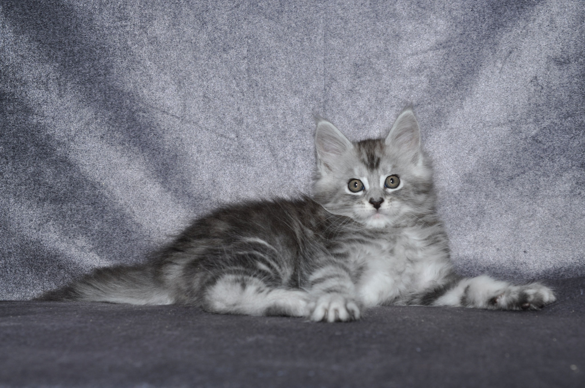A cat is sitting on the ground in front of a wall.