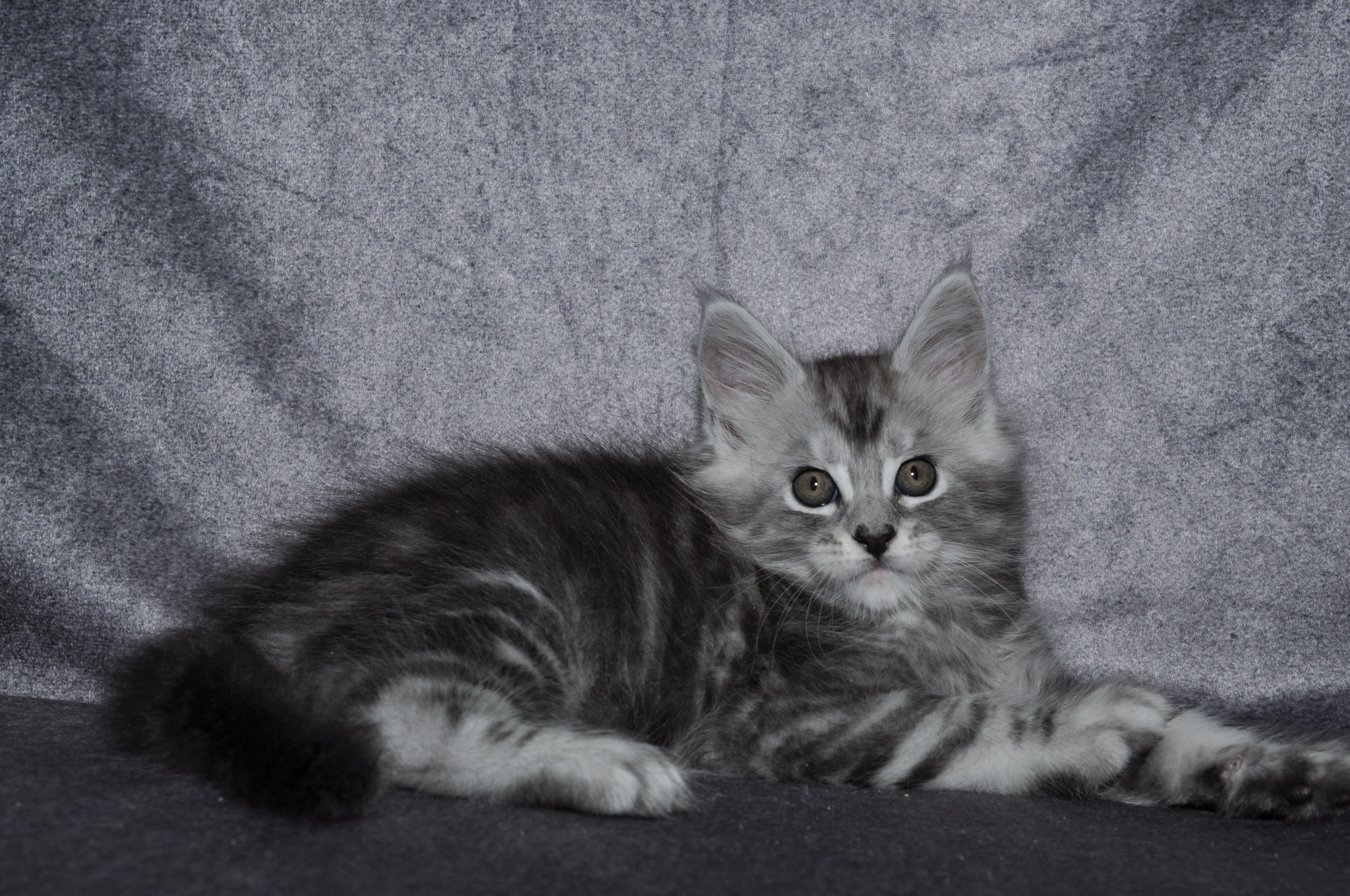 A cat is laying on the couch looking at the camera.