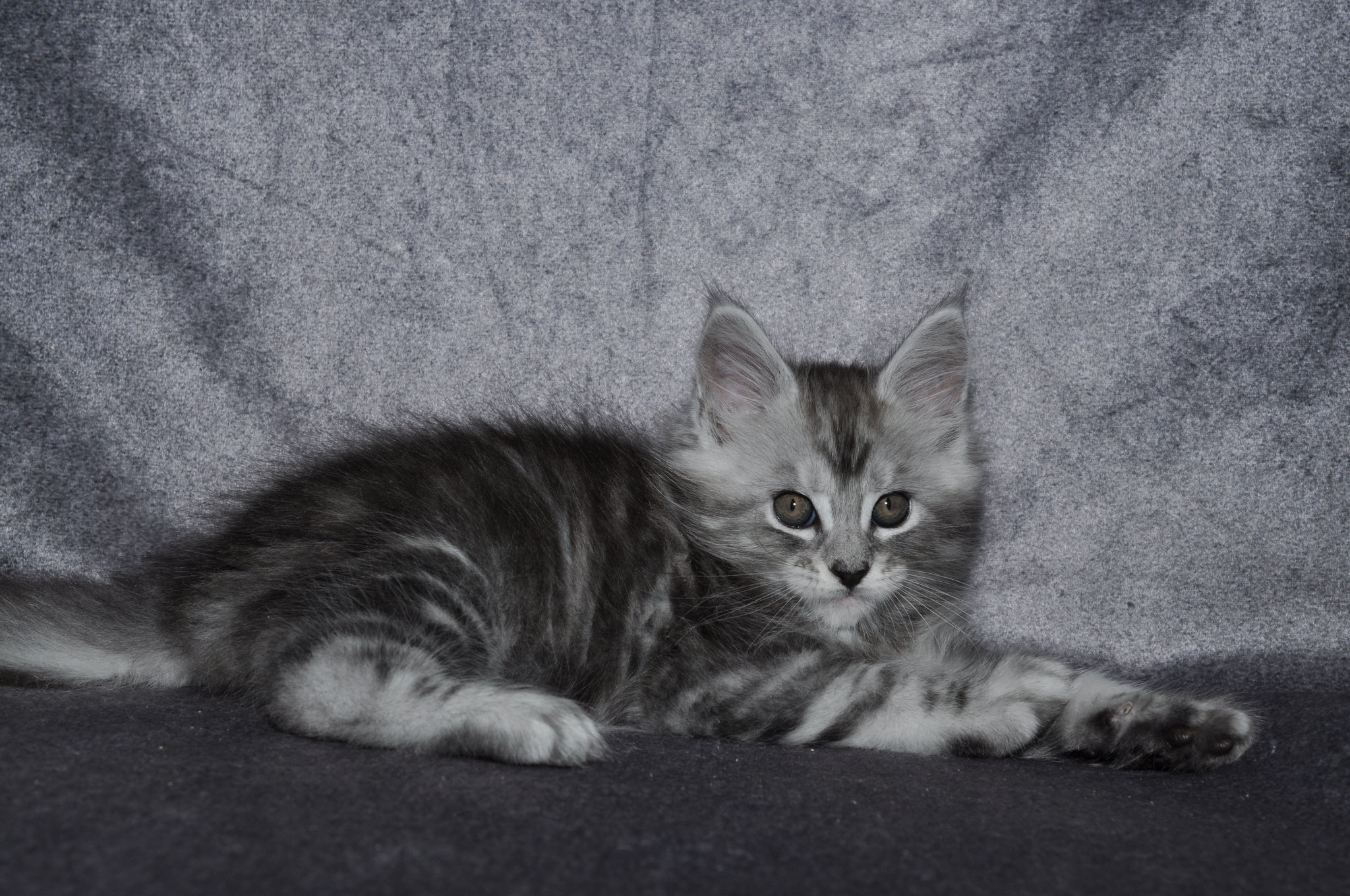A cat is laying on the ground in front of a wall.