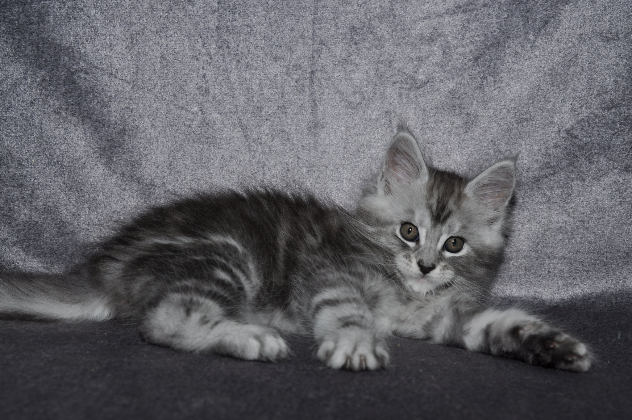 A cat is laying on the ground in front of a wall.