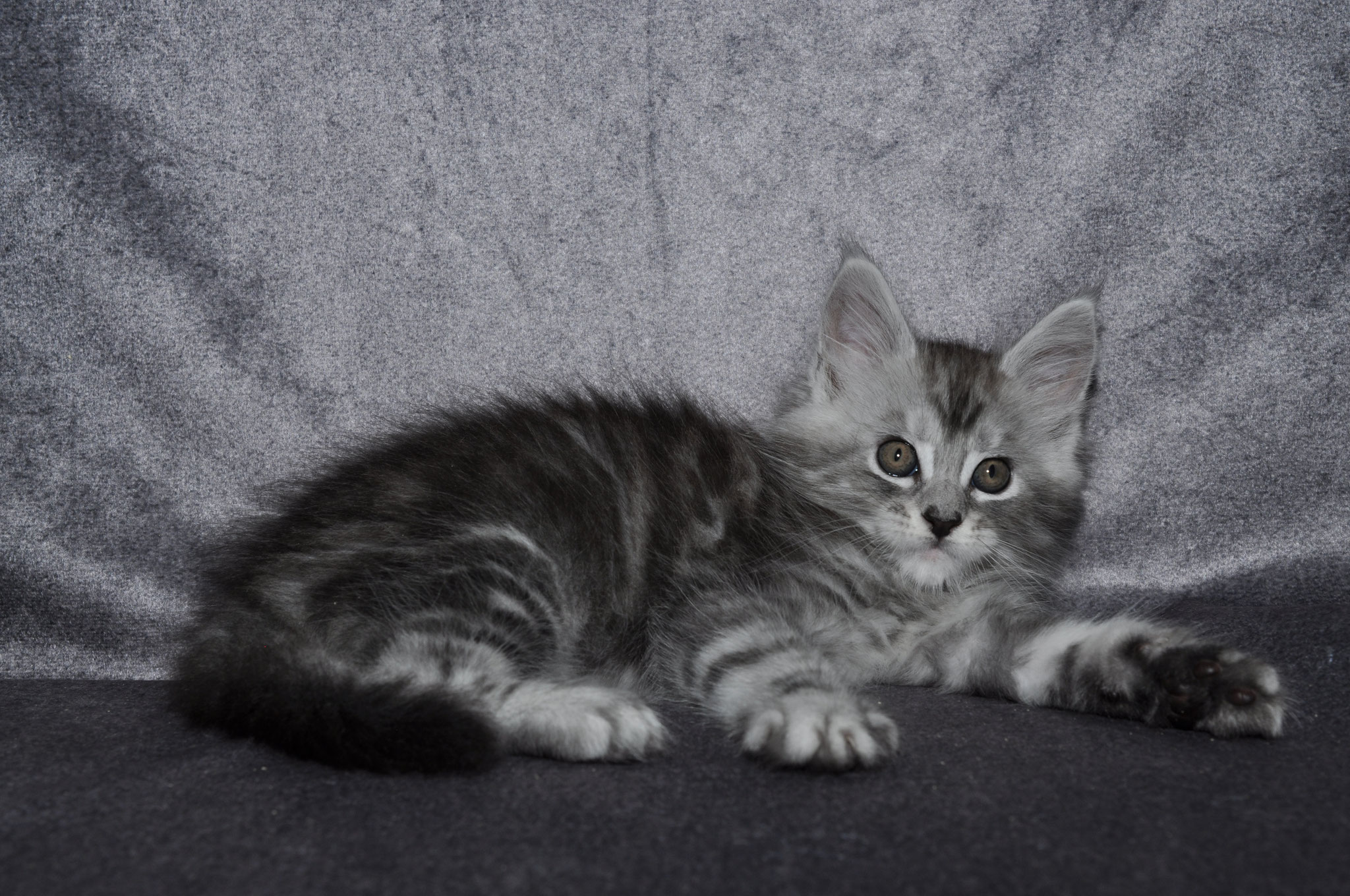 A cat that is laying down on the ground.