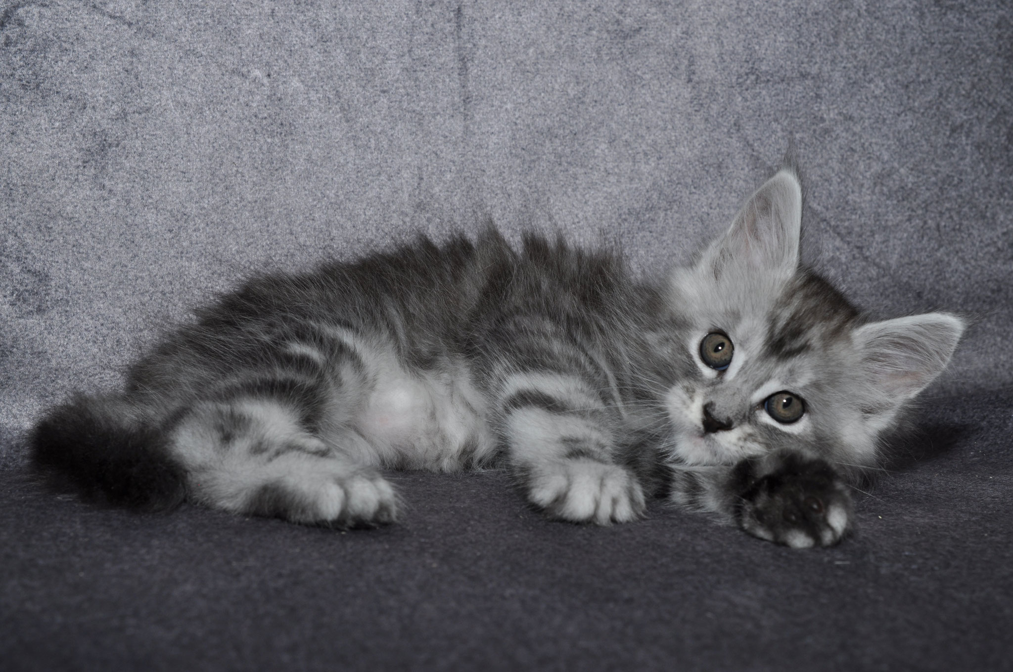 A cat laying on the ground with its head down.