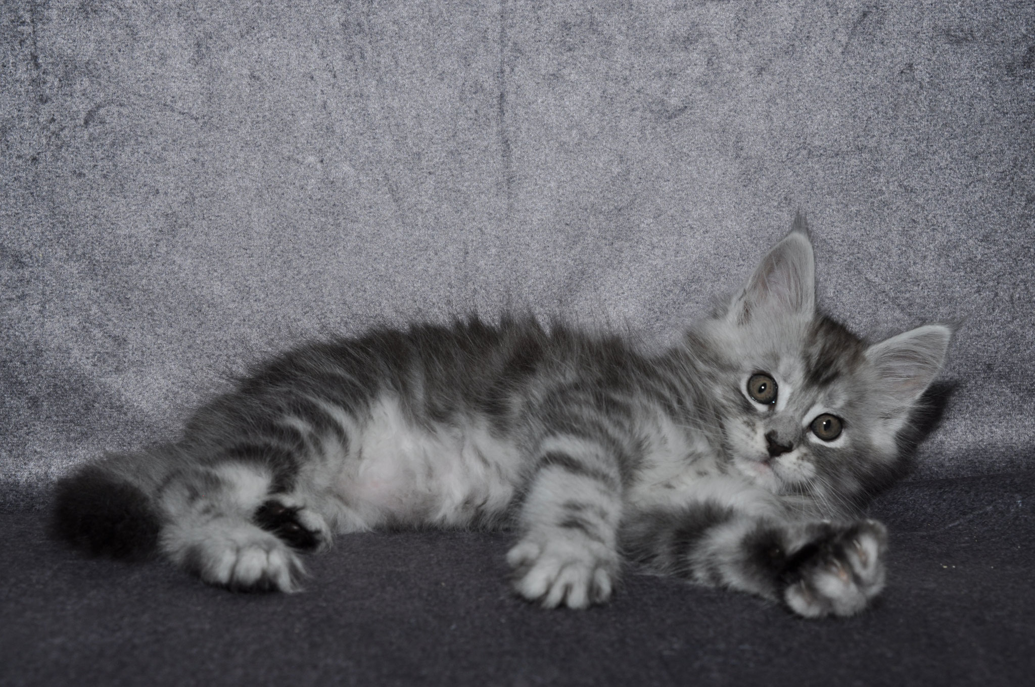 A cat laying on the ground with its head down.