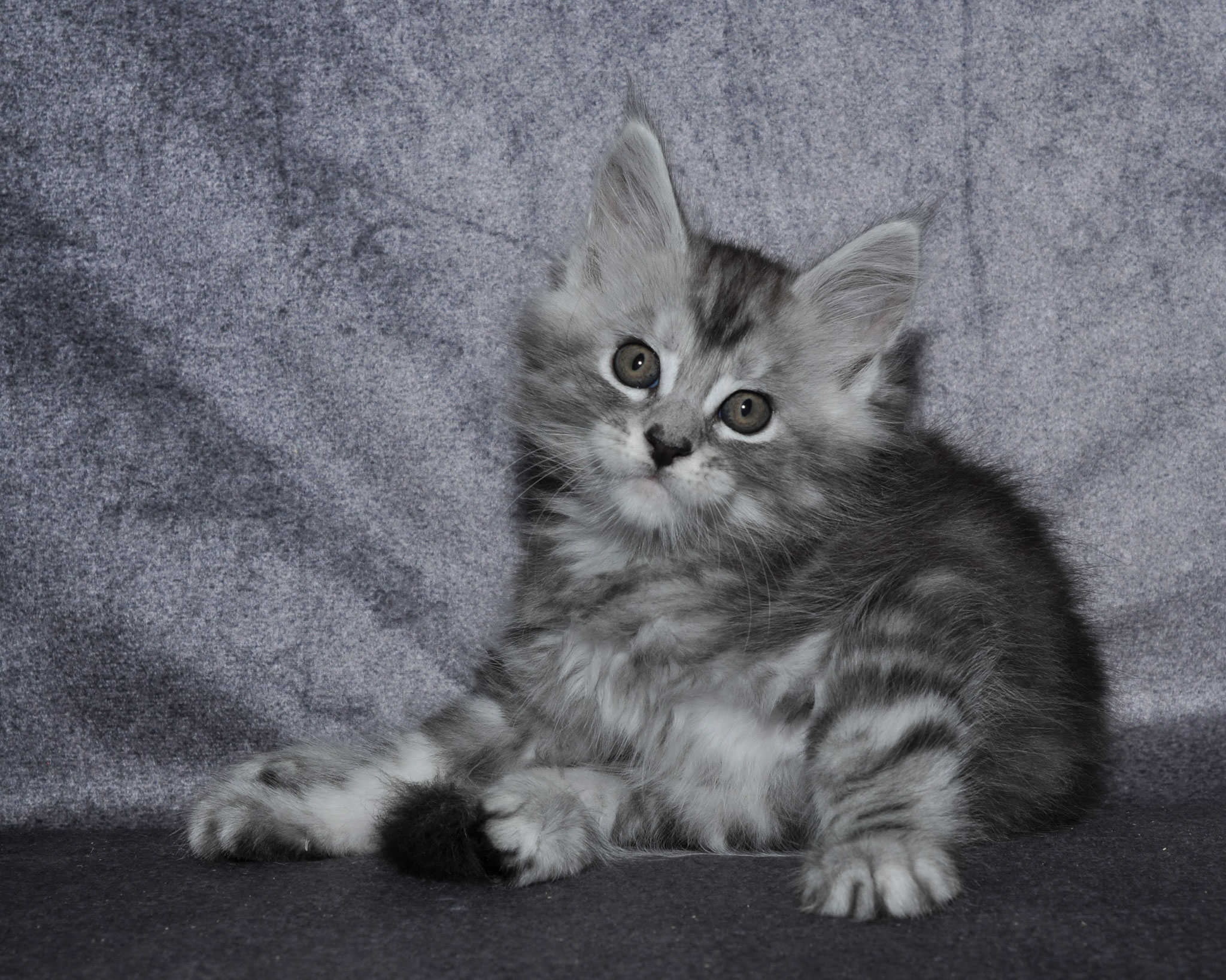 A cat sitting on the ground in front of a wall.