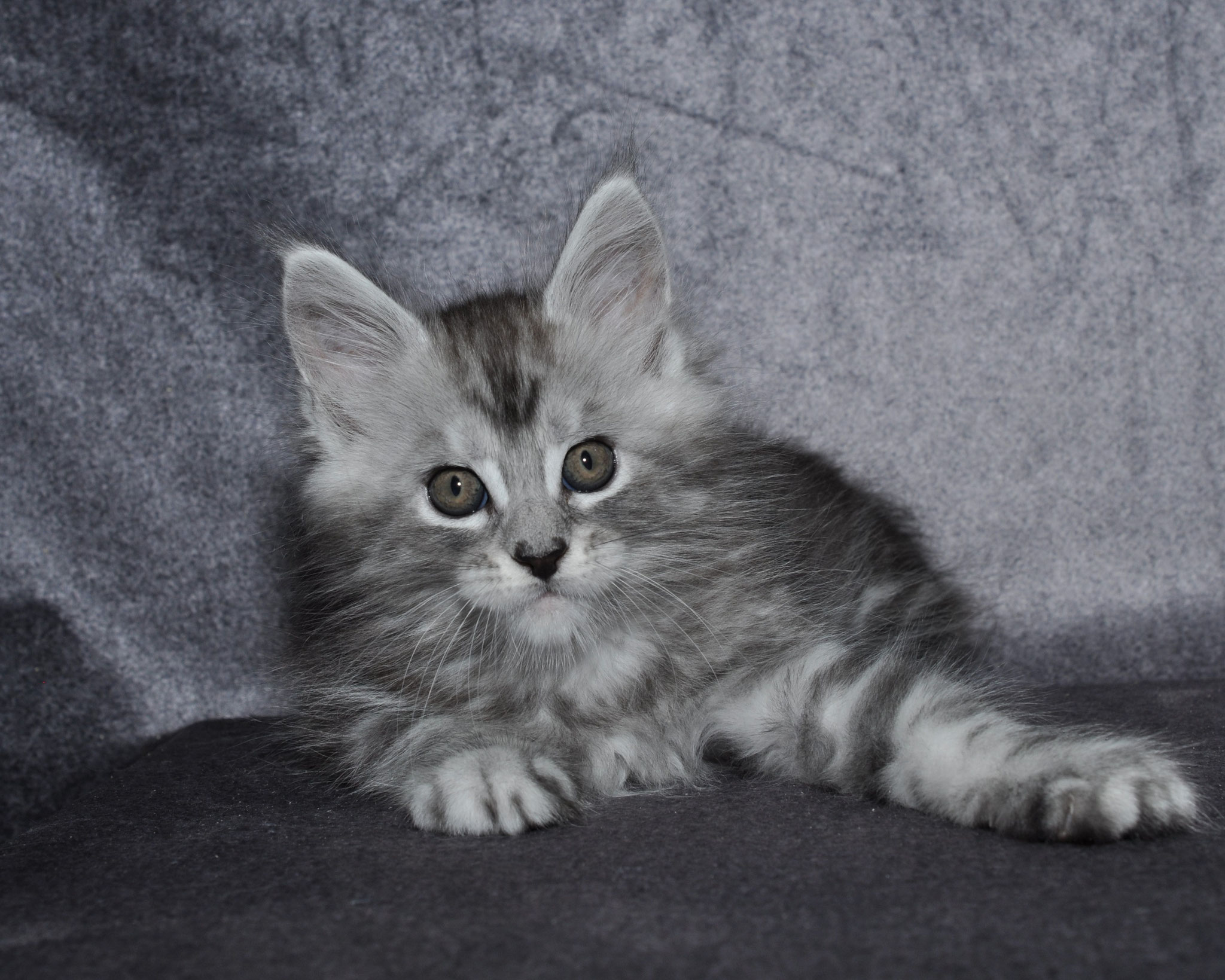 A cat that is laying down on the ground.