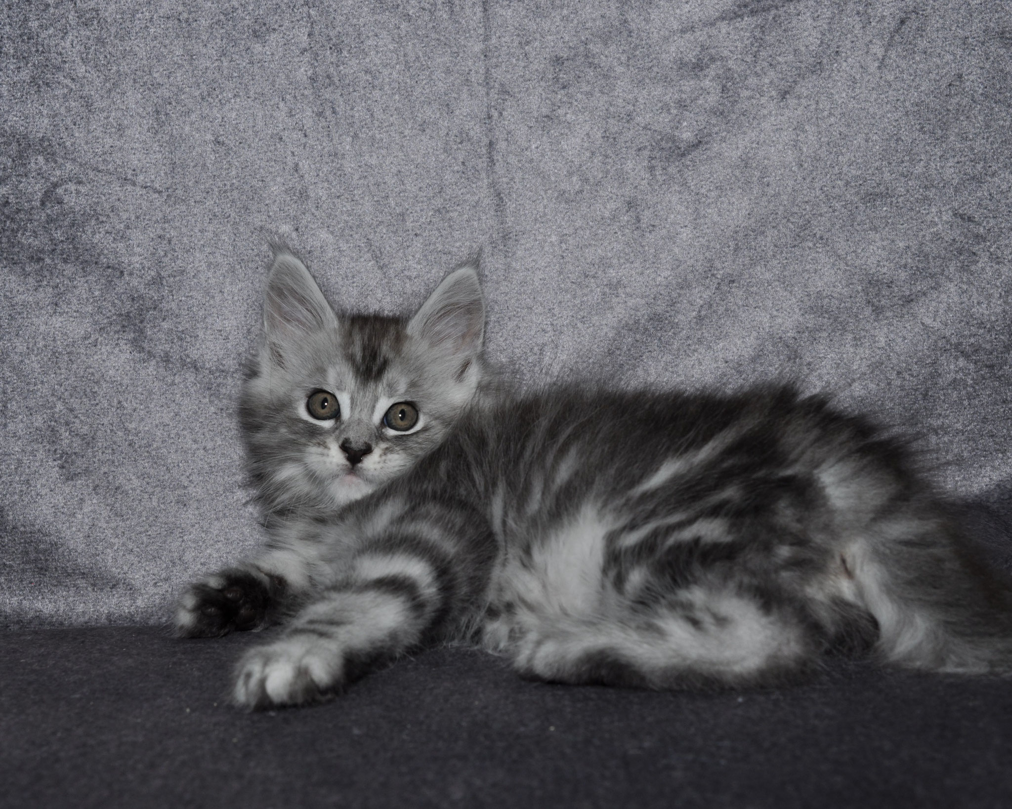 A cat is laying on the ground in front of a wall.