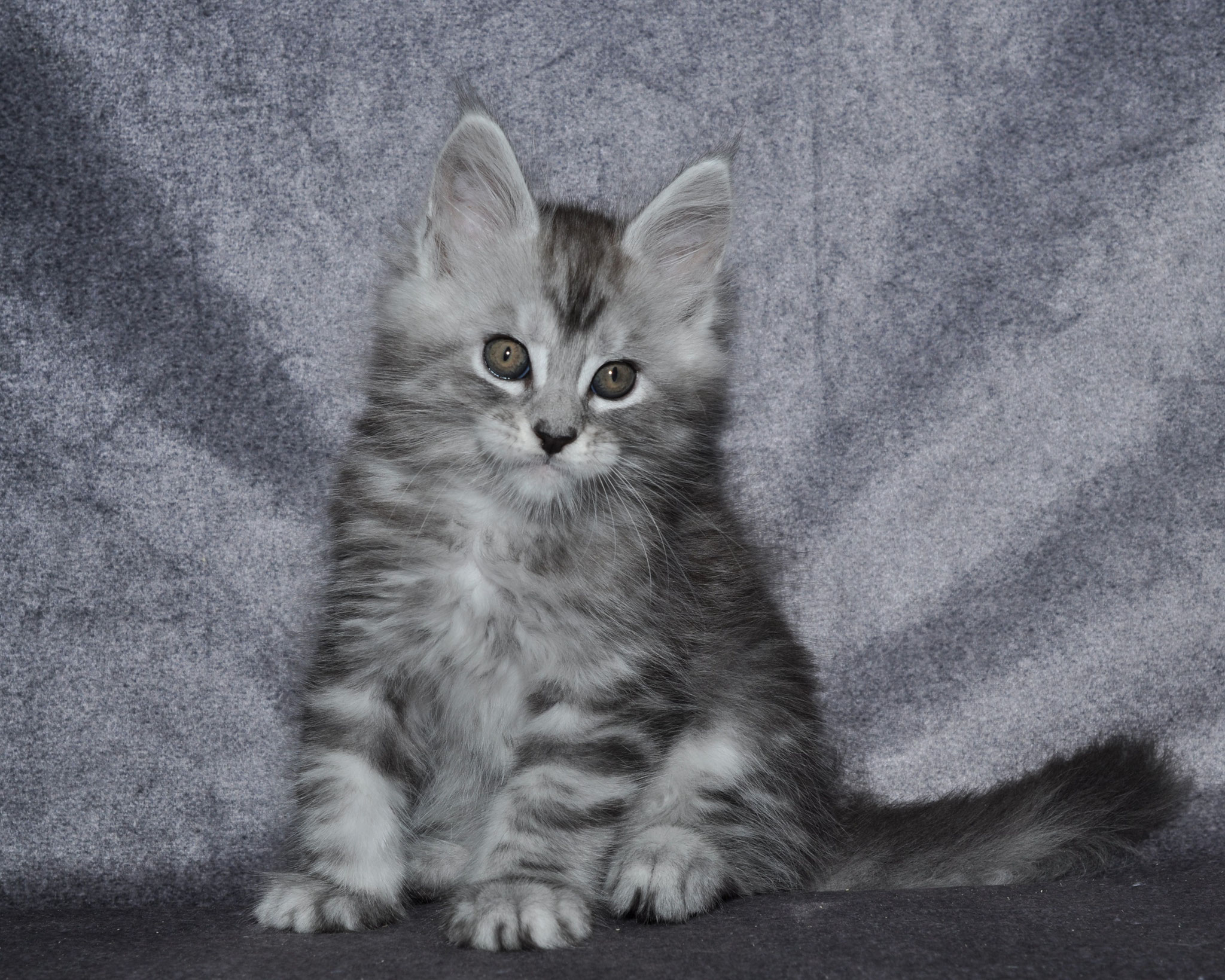 A gray kitten sitting on top of the ground.