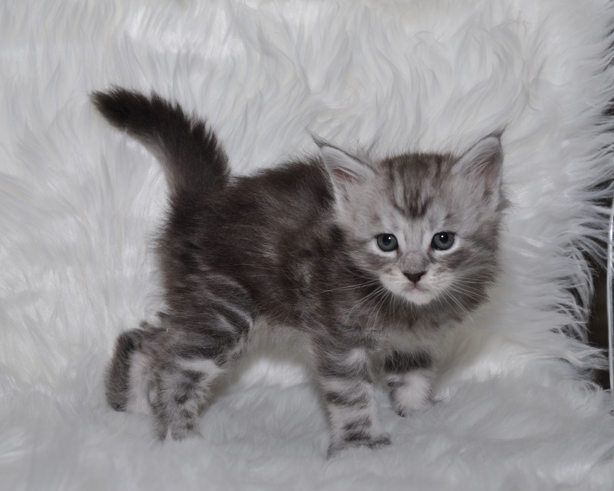 A kitten is standing on the white blanket.