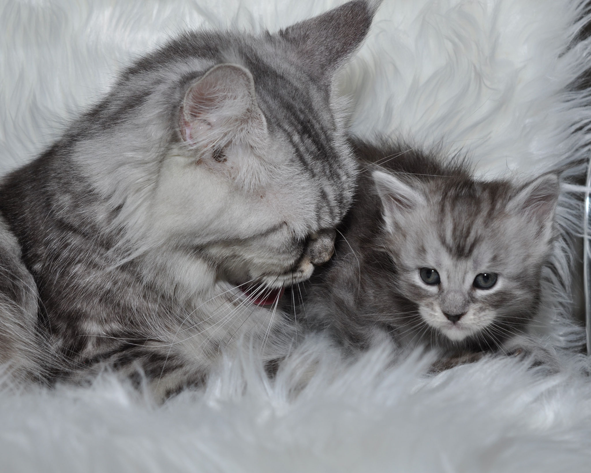 A cat and kitten laying on top of a white blanket.