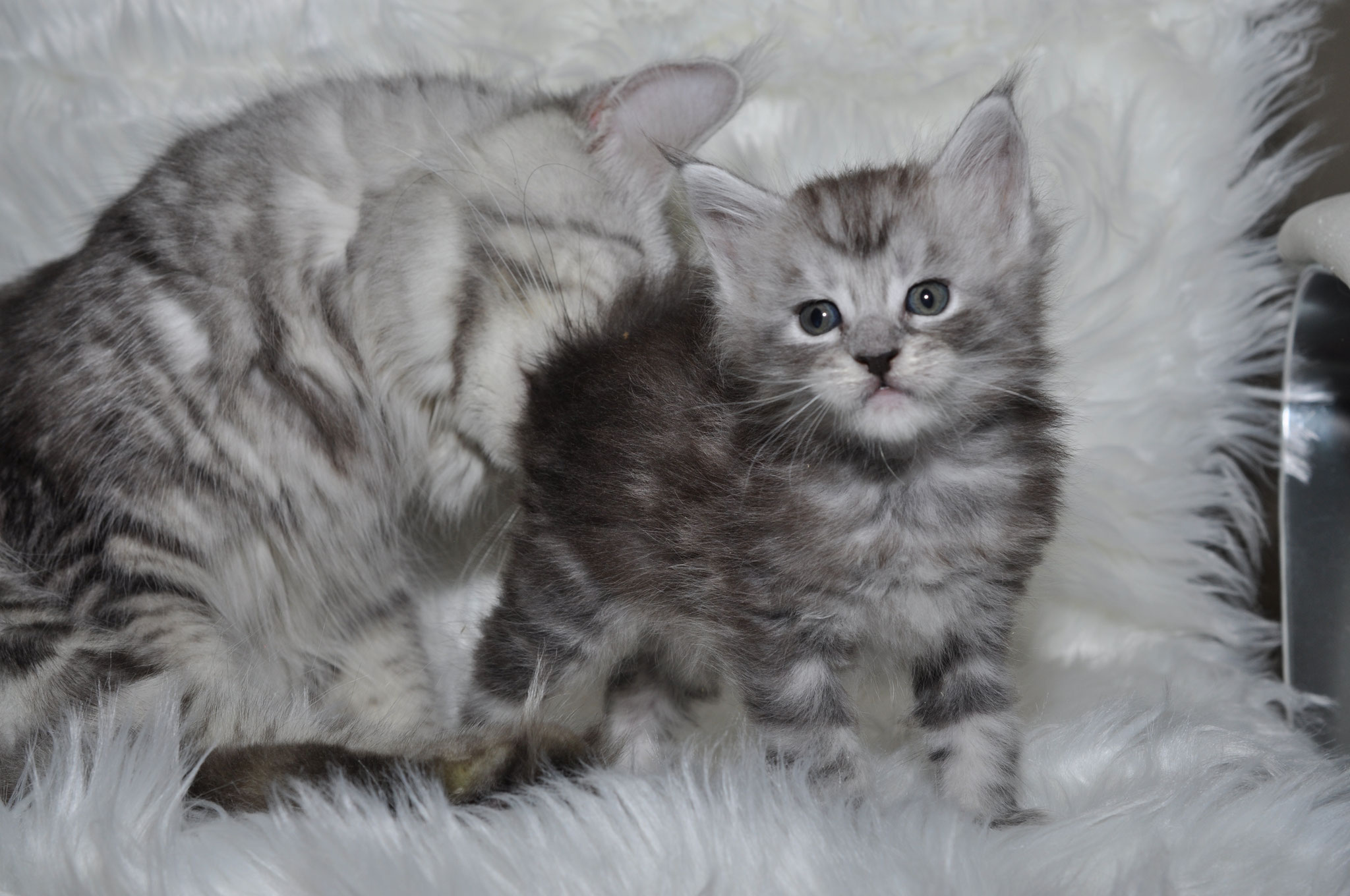 A fluffy cat is standing on the back of another kitten.