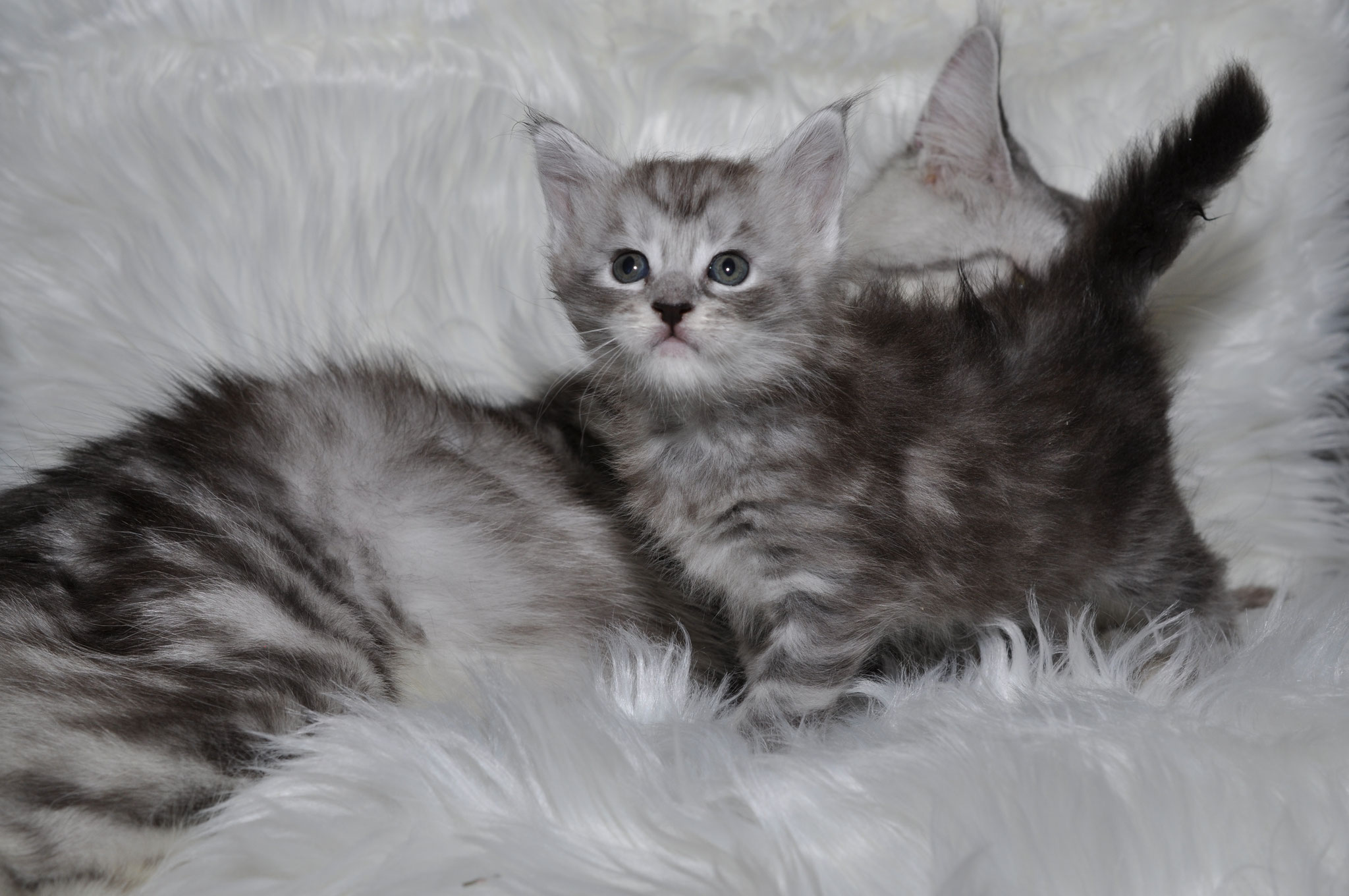 Two kittens are laying on a white blanket.