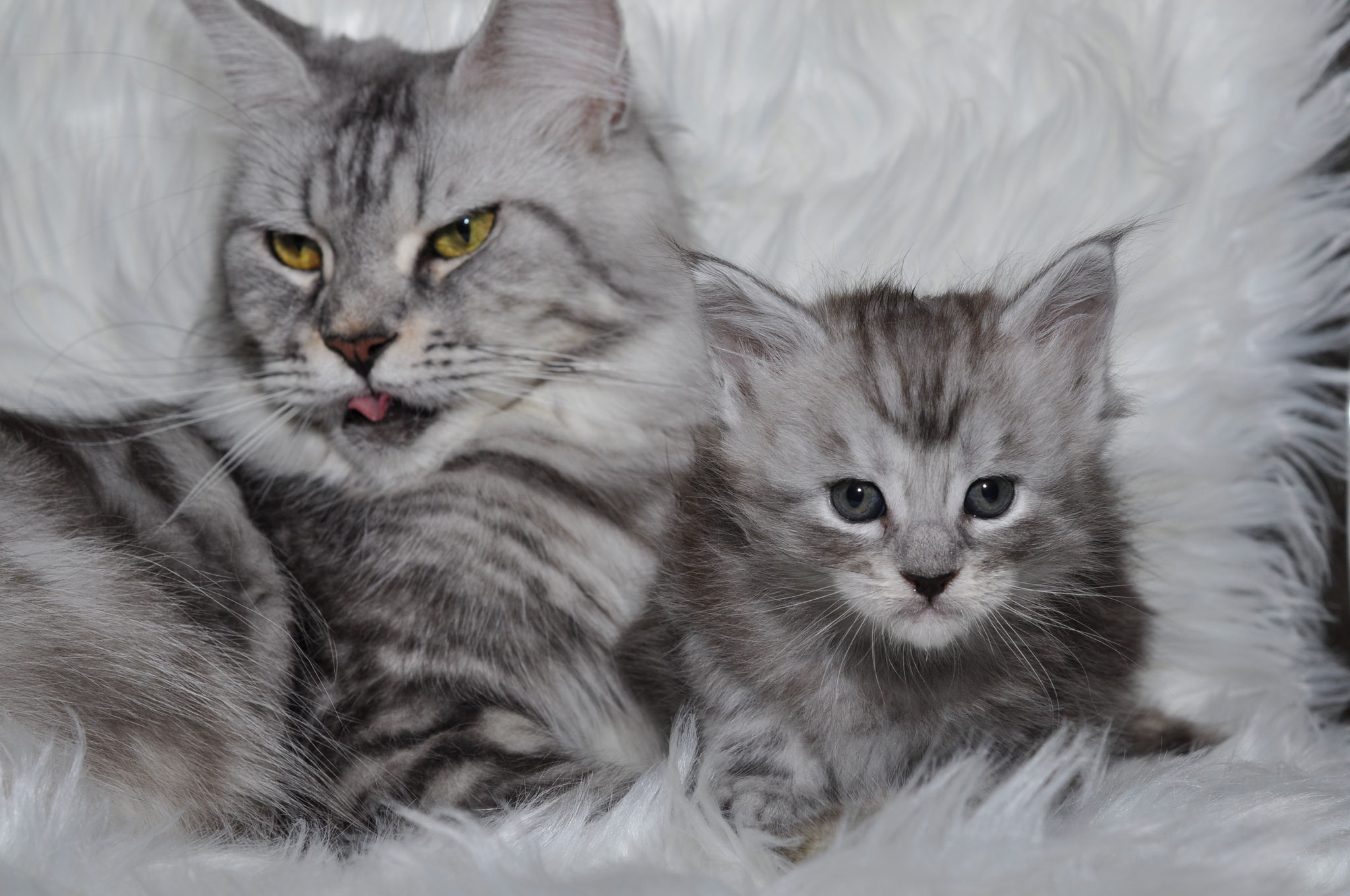 A cat and kitten laying on top of a white blanket.