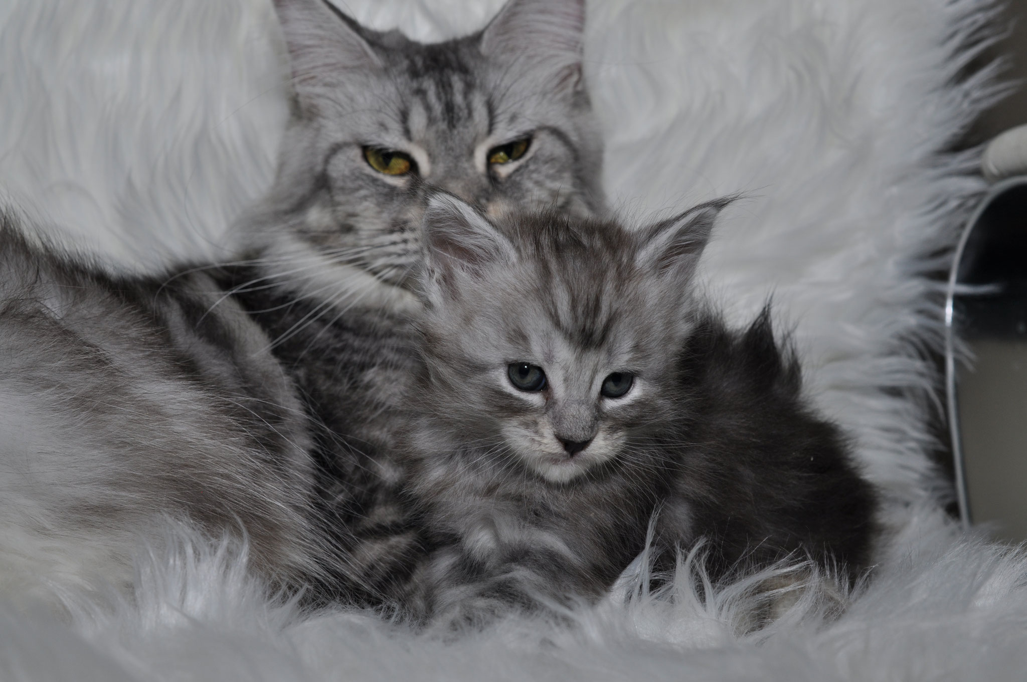 A cat and kitten laying on top of a fur rug.